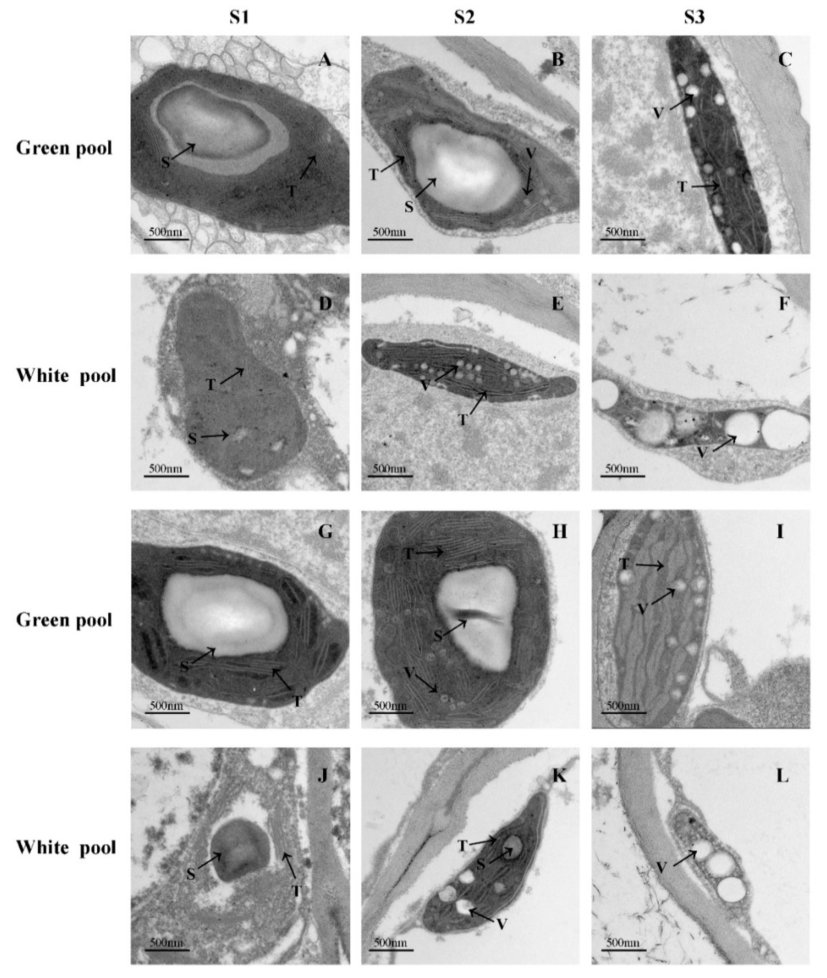 Genes 12 00449 g002 Genes 12 00449 g002