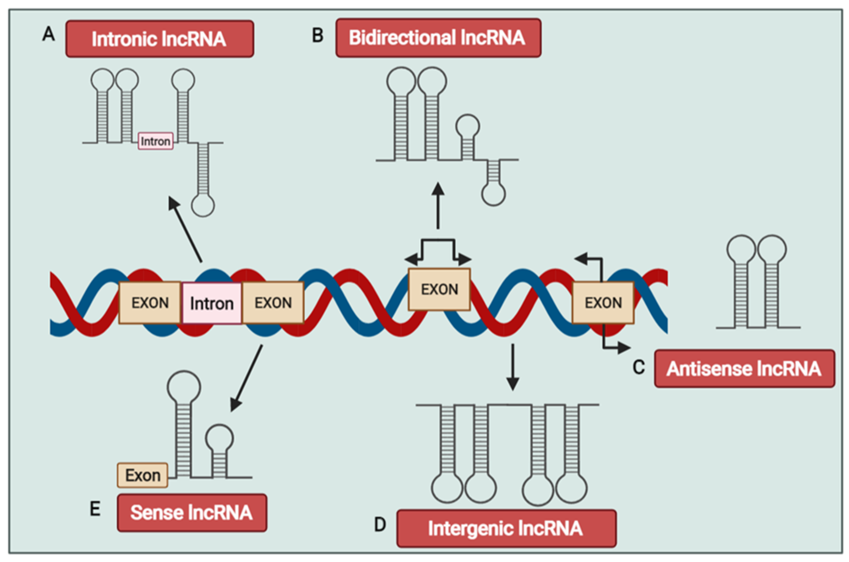 Genes 12 00455 g001