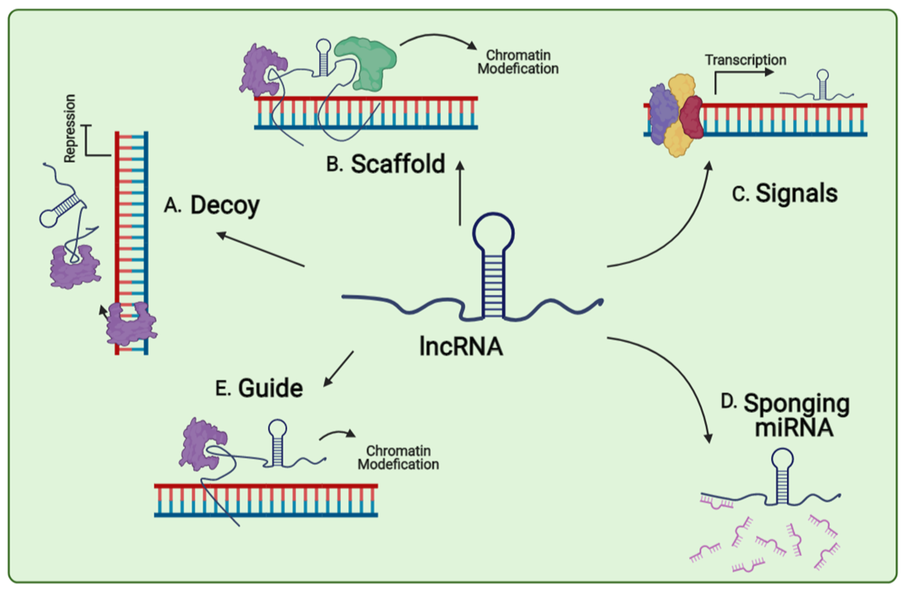 Genes 12 00455 g002