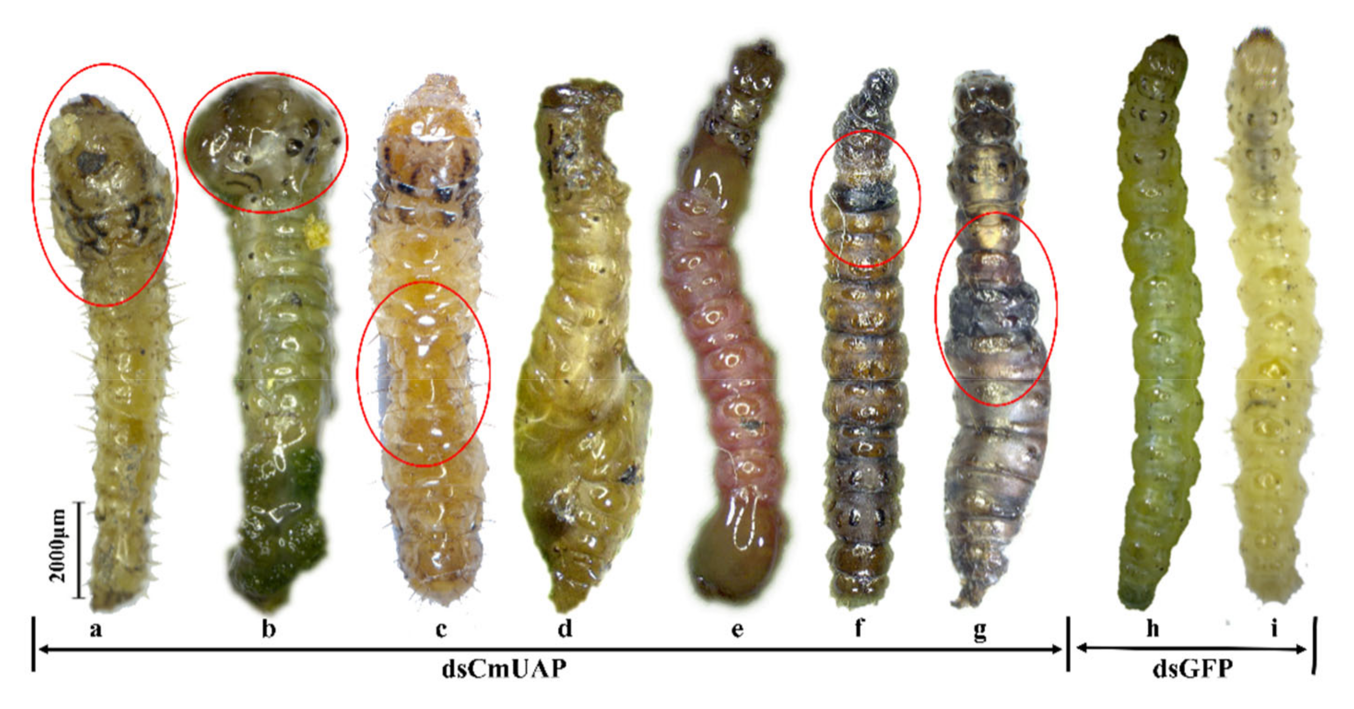 Genes 12 00464 g009 Genes 12 00464 g009
