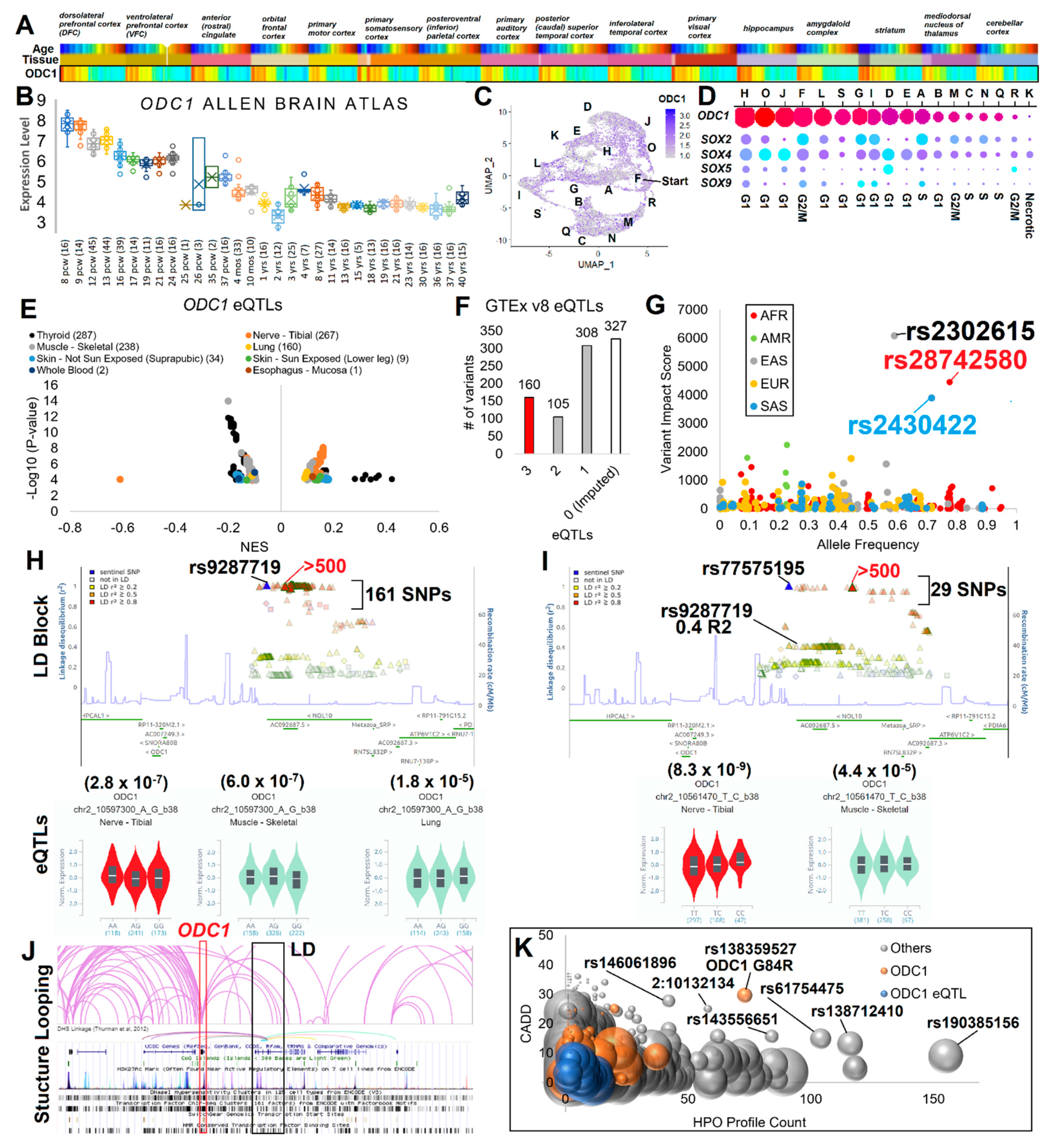 Structure and Enzymatic Activity of an Intellectual Disability-Associated  Ornithine Decarboxylase Variant, G84R