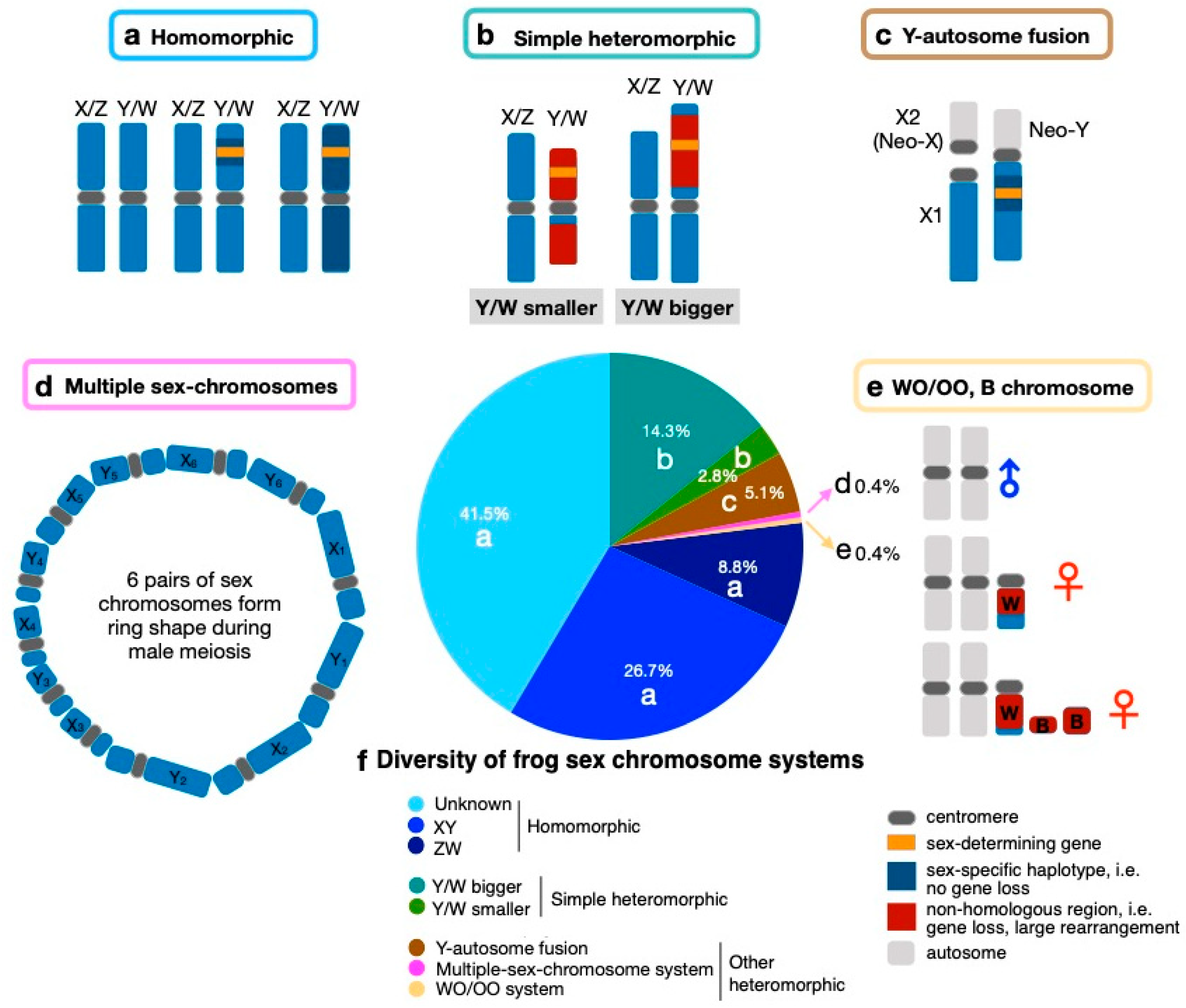 Genes Free Full-Text The Diversity and Evolution of Sex Chromosomes in Frogs pic