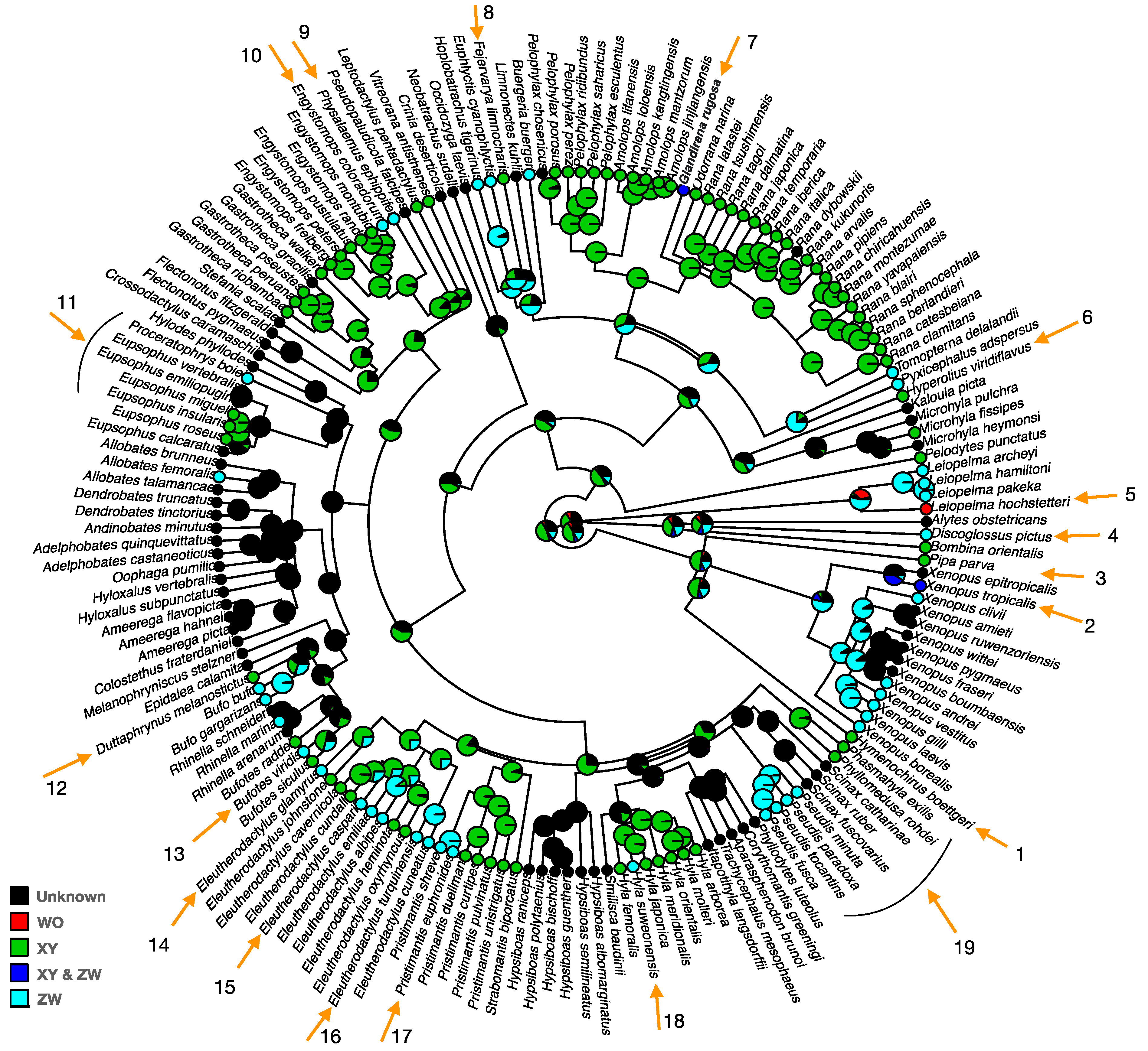 Genes | Free Full-Text | The Diversity and Evolution of Sex Chromosomes in  Frogs