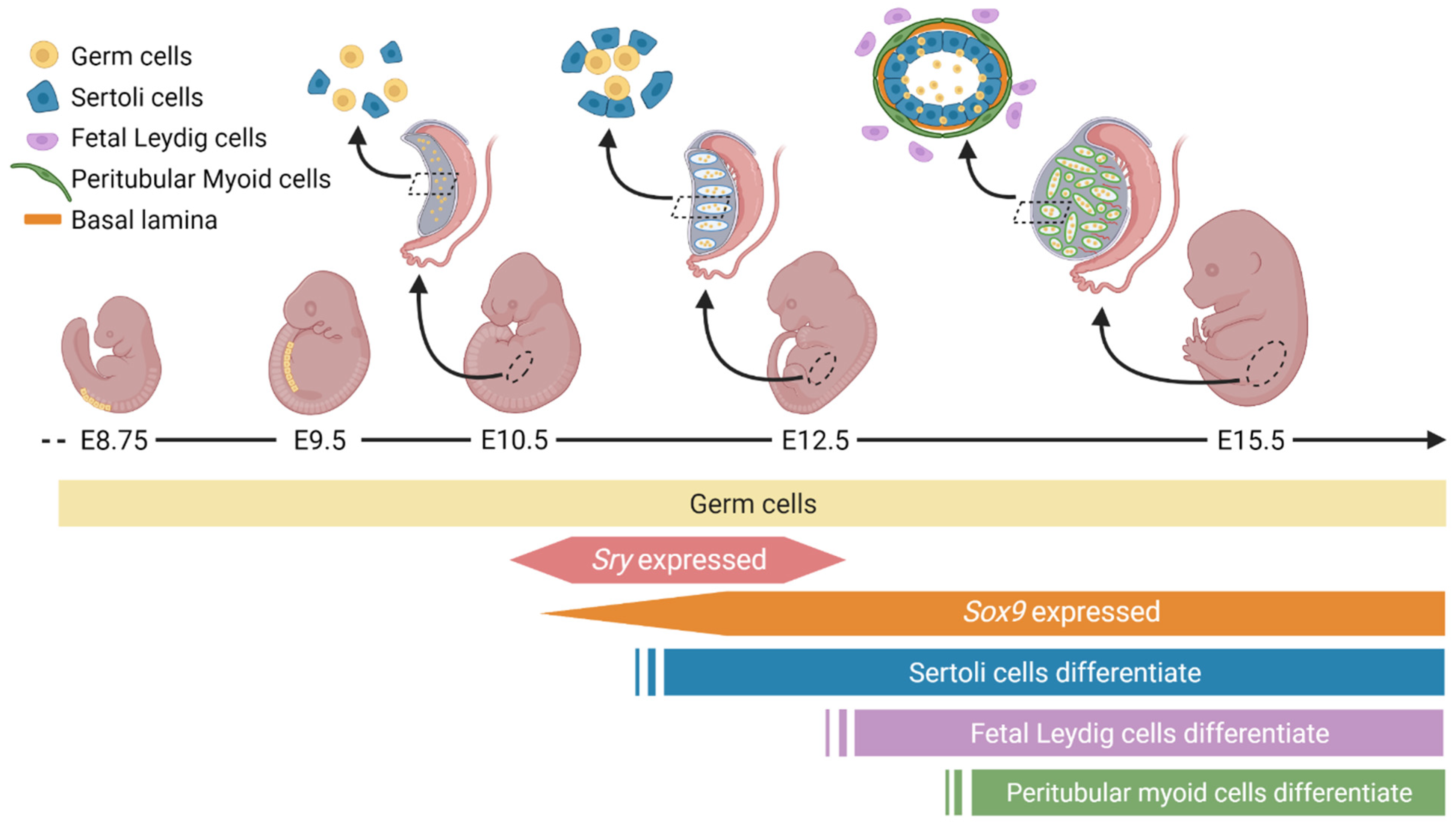 Genes Free Full Text Diverse Regulation But Conserved Function Sox9 In Vertebrate Sex