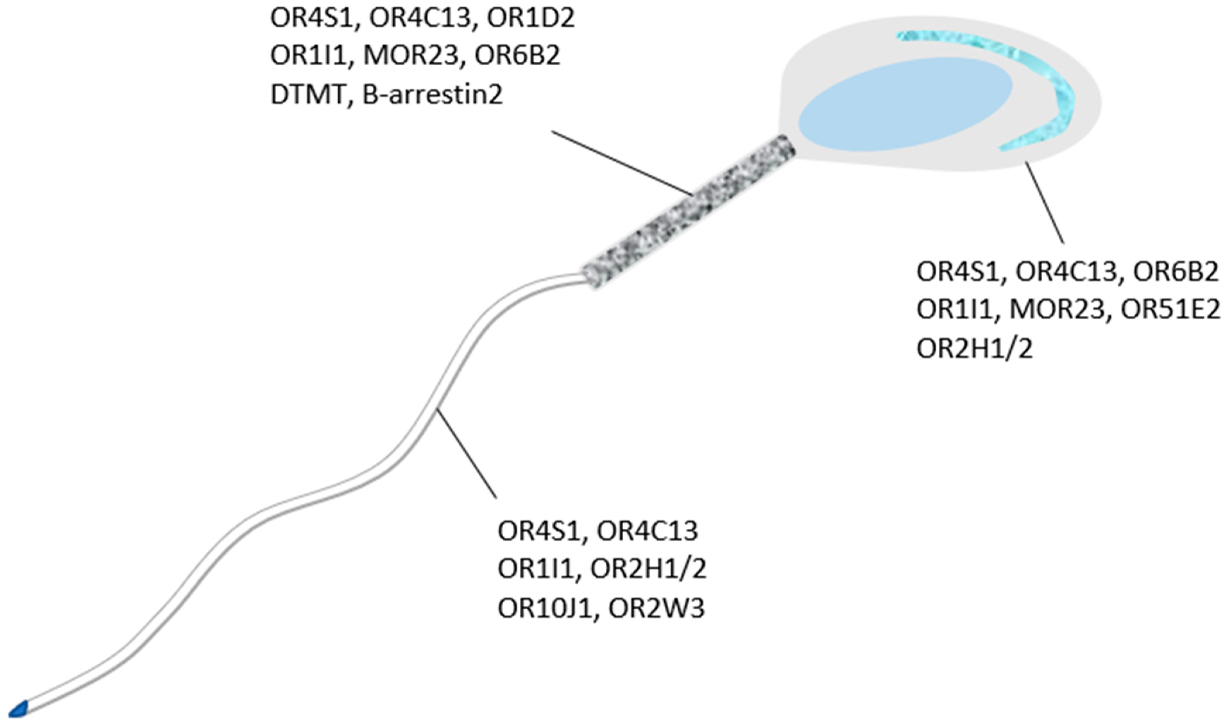Genes | Free Full-Text | Odorant and Taste Receptors in Sperm Chemotaxis  and Cryopreservation: Roles and Implications in Sperm Capacitation,  Motility and Fertility