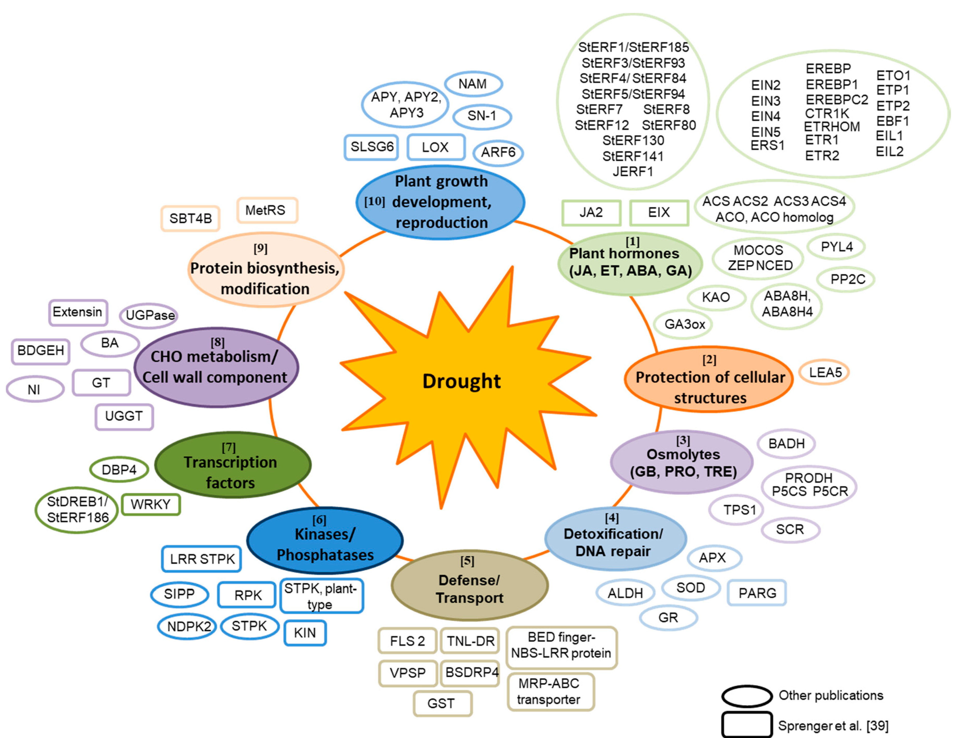 Unravelling Differences in Candidate Genes for Drought Tolerance 