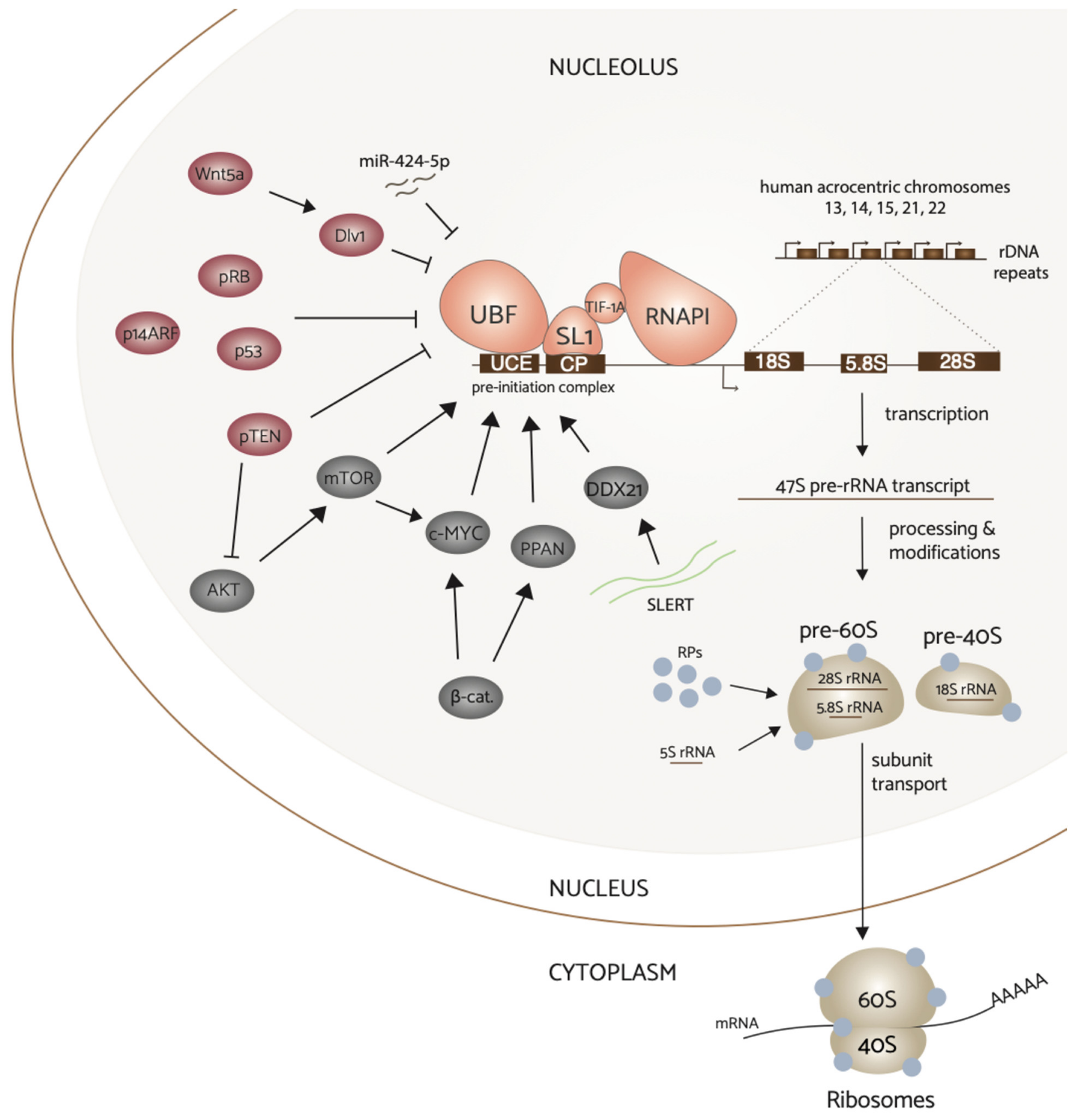 Genes 12 00502 g002 Genes 12 00502 g002