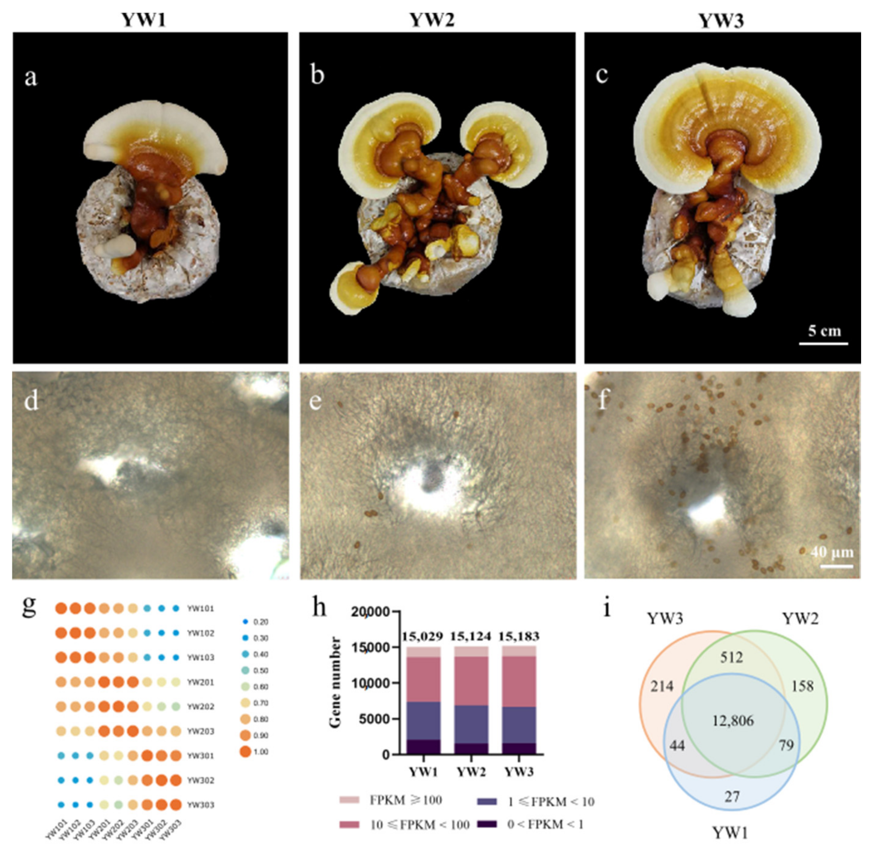 Genes 12 00504 g001 Genes 12 00504 g001