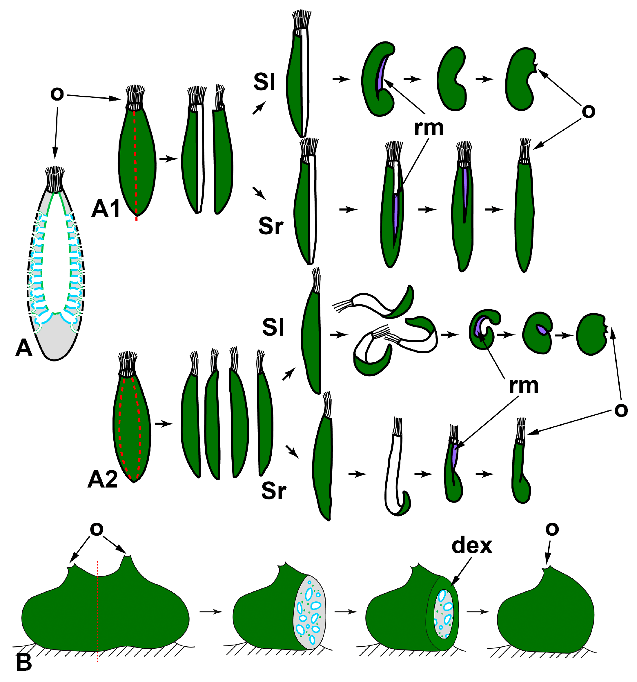 Genes 12 00506 g002 Genes 12 00506 g002