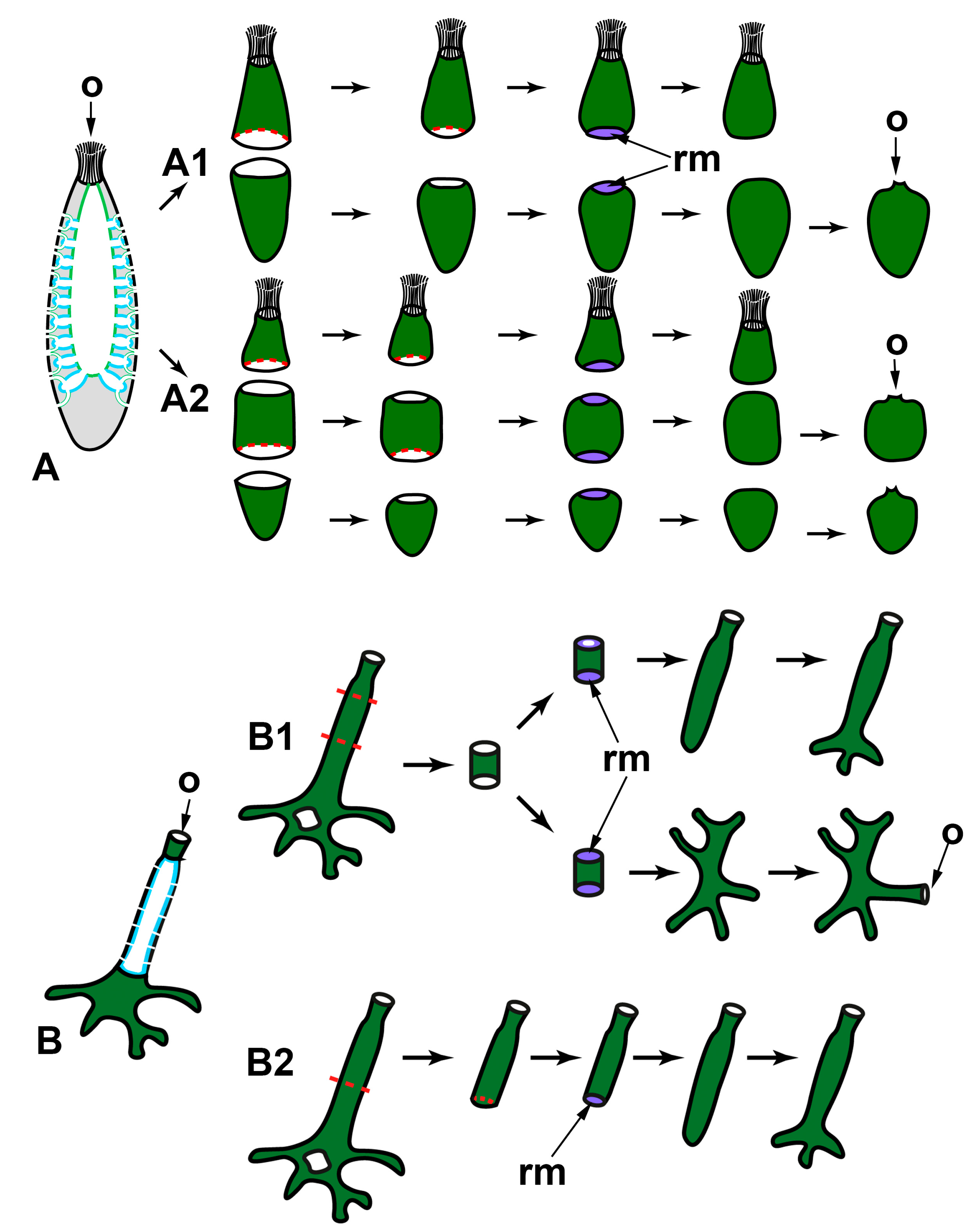 Genes Free FullText WholeBody Regeneration in Sponges Diversity