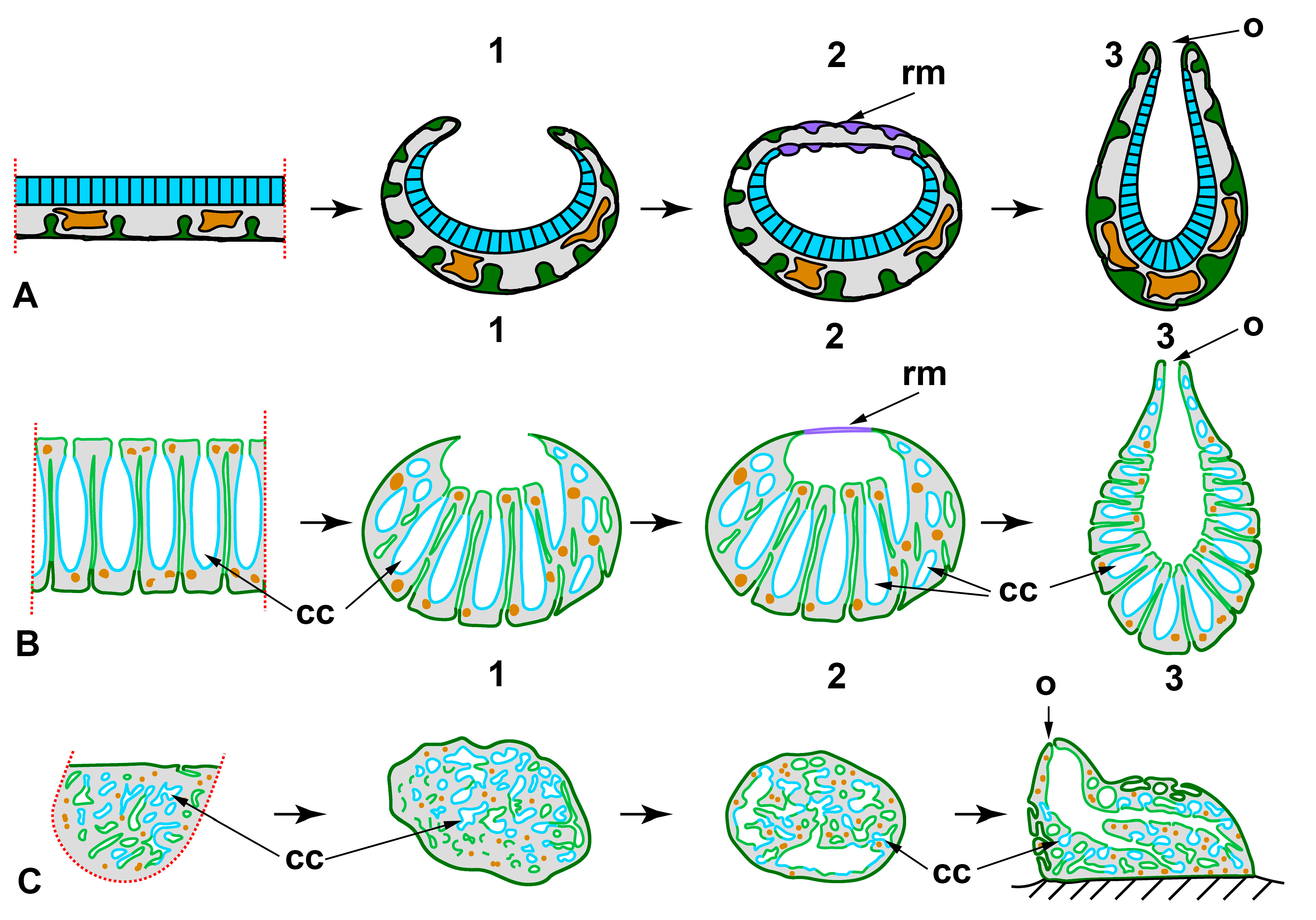 Genes 12 00506 g005 Genes 12 00506 g005