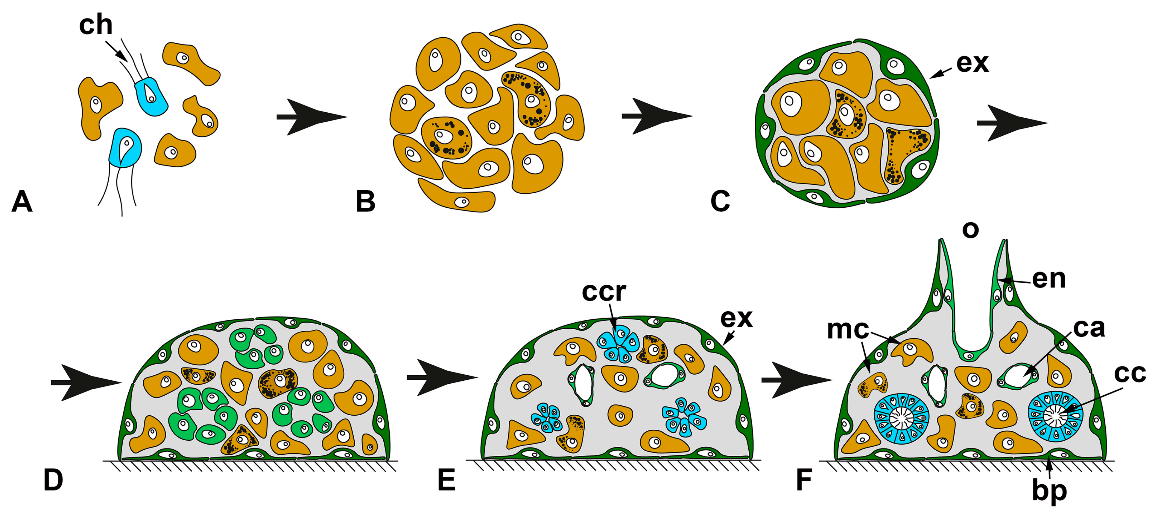 Genes 12 00506 g006 Genes 12 00506 g006