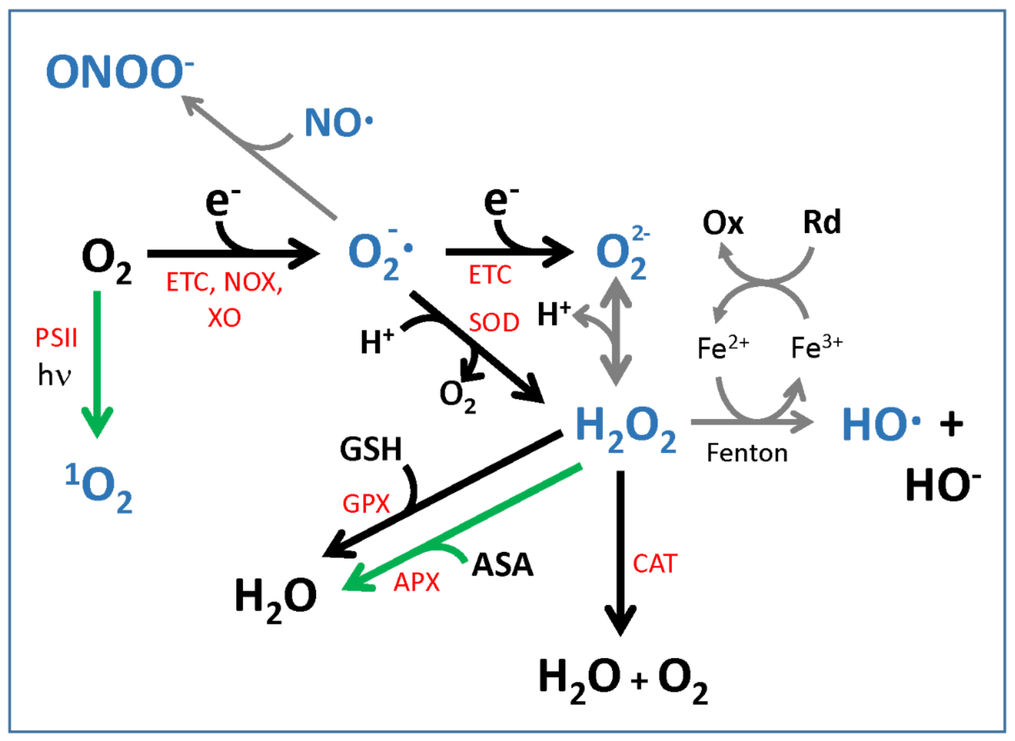 Genes 12 00525 g001 Genes 12 00525 g001