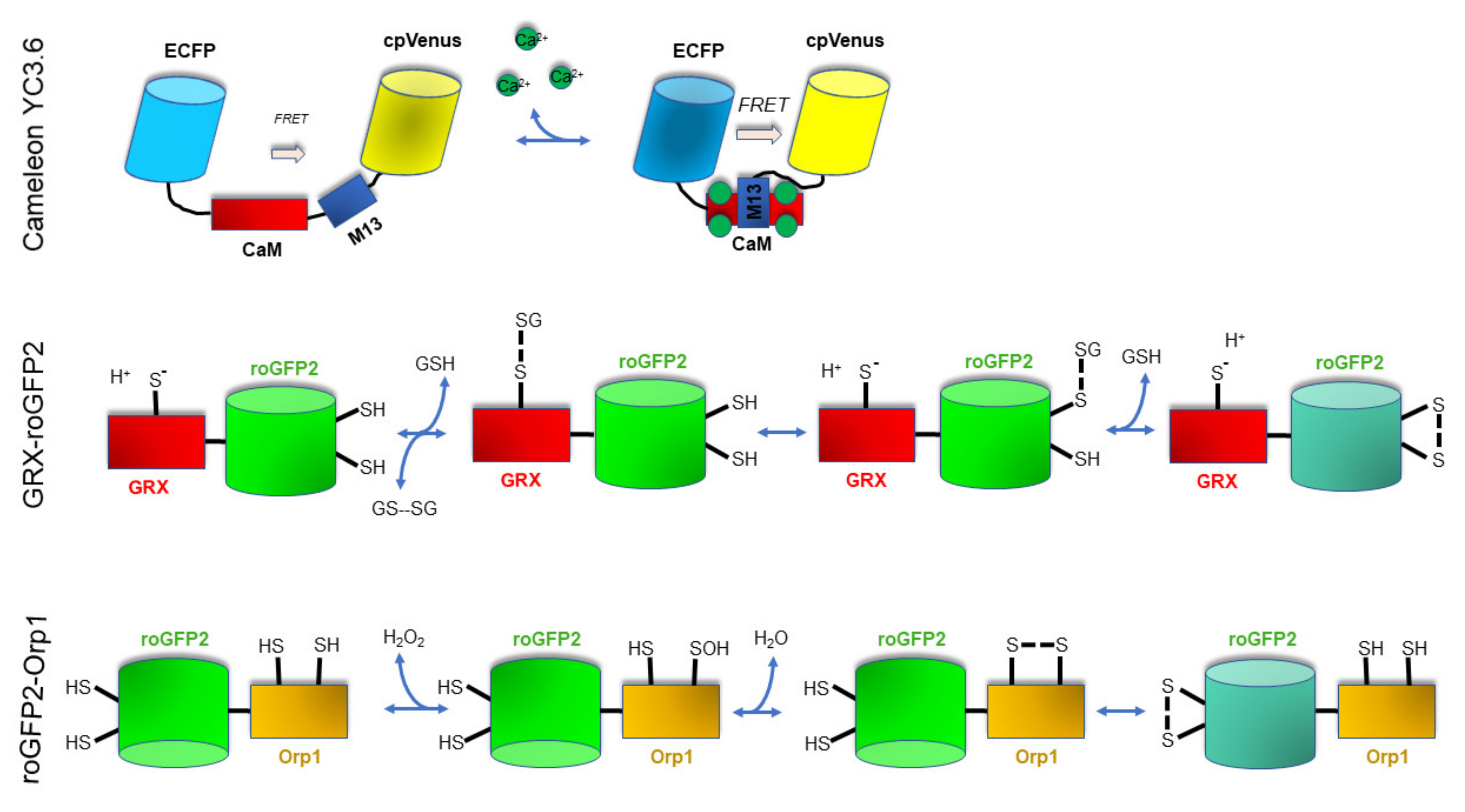 Genes 12 00525 g002 Genes 12 00525 g002