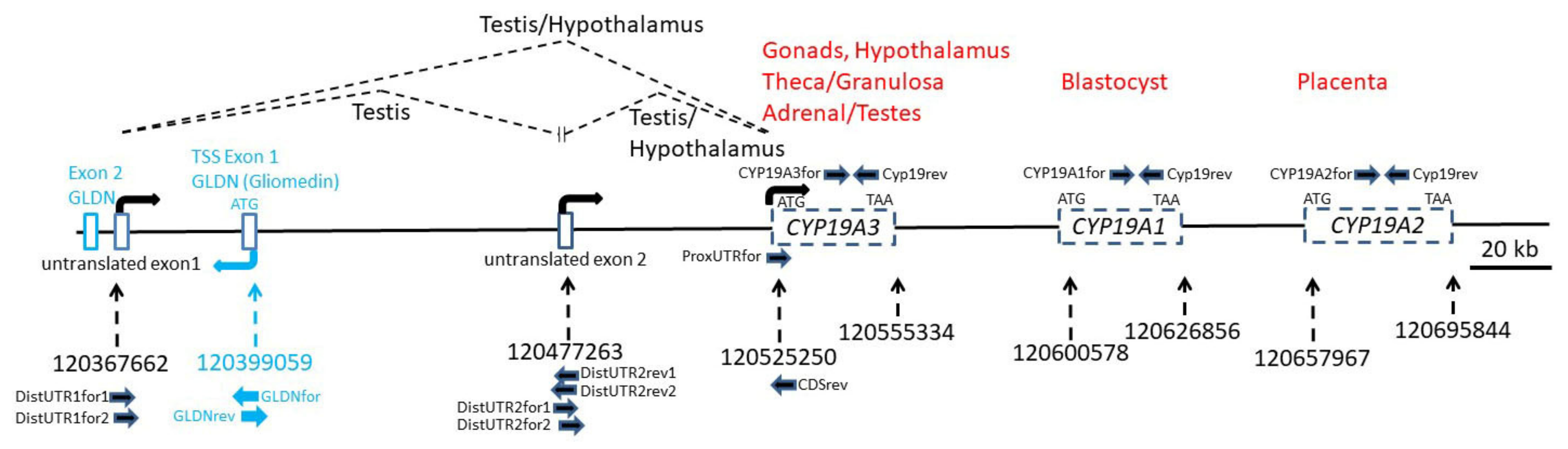 Genes 12 00533 g002 Genes 12 00533 g002