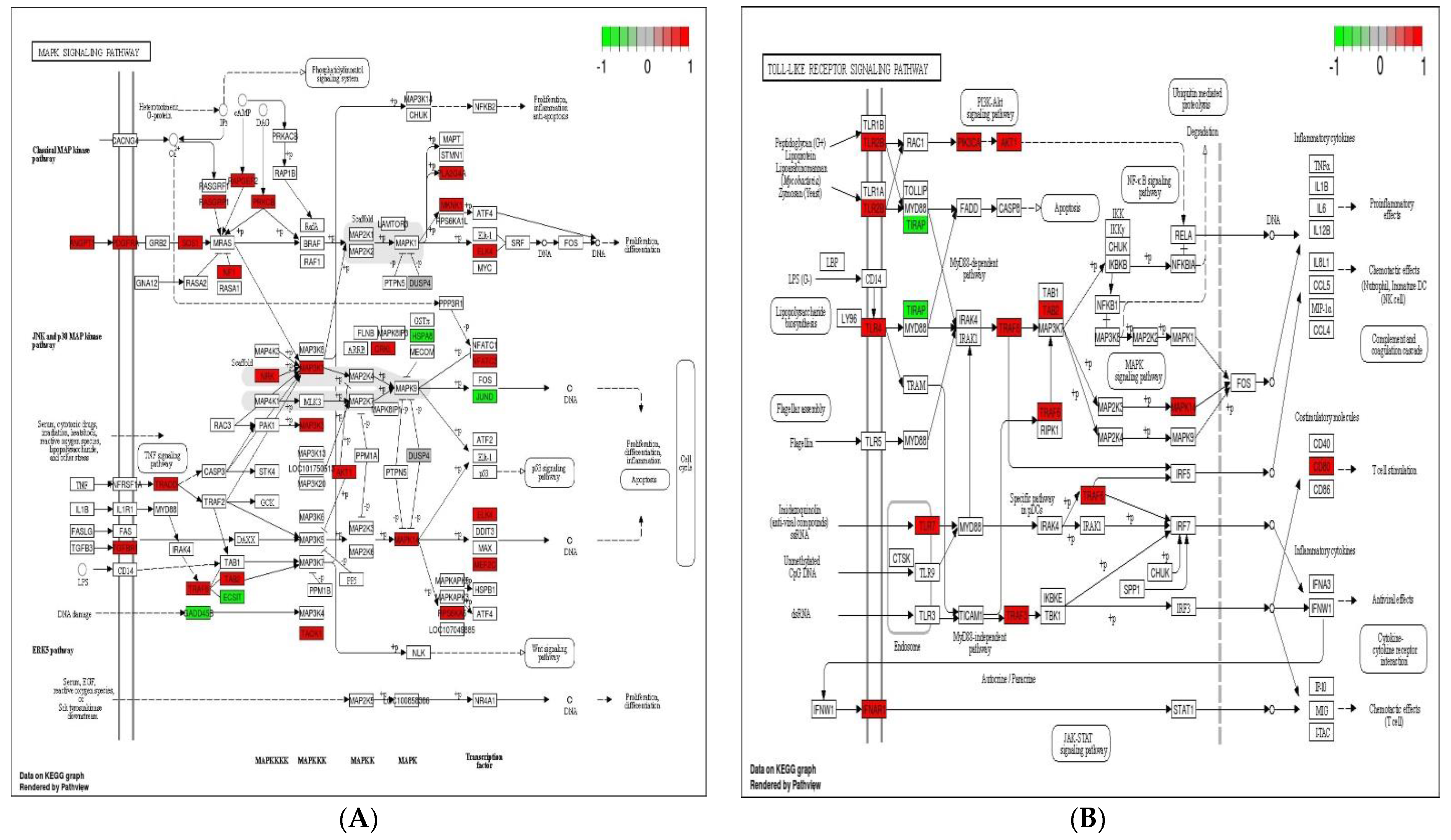 Genes 12 00536 g005a