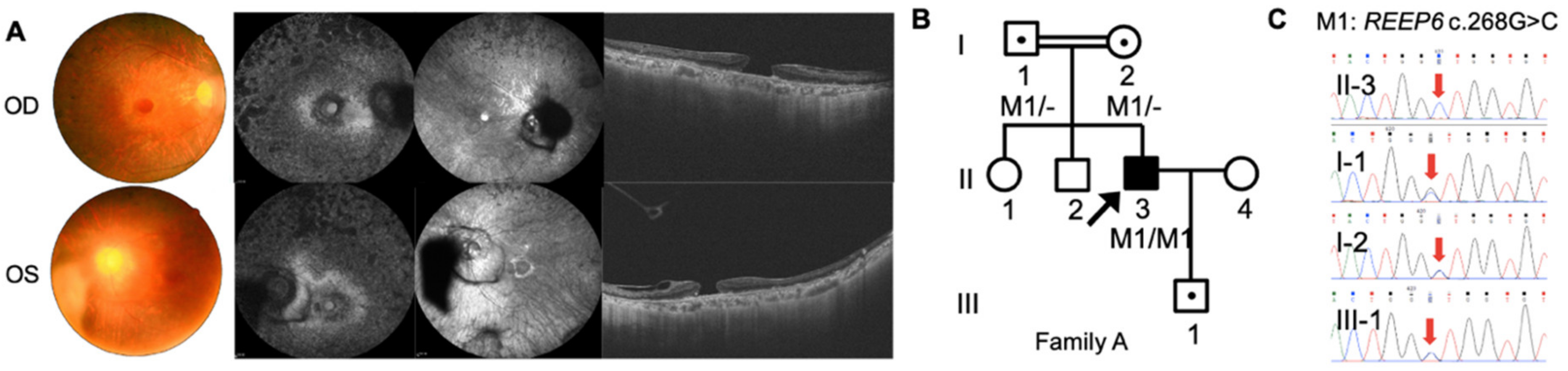 Genes 12 00537 g001 Genes 12 00537 g001