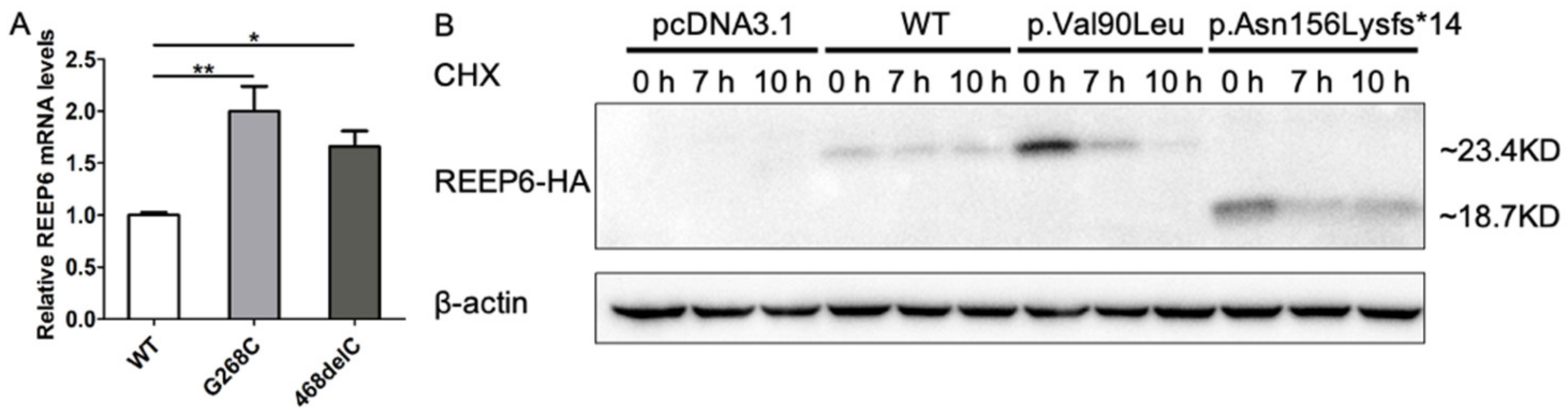 Genes 12 00537 g005 Genes 12 00537 g005