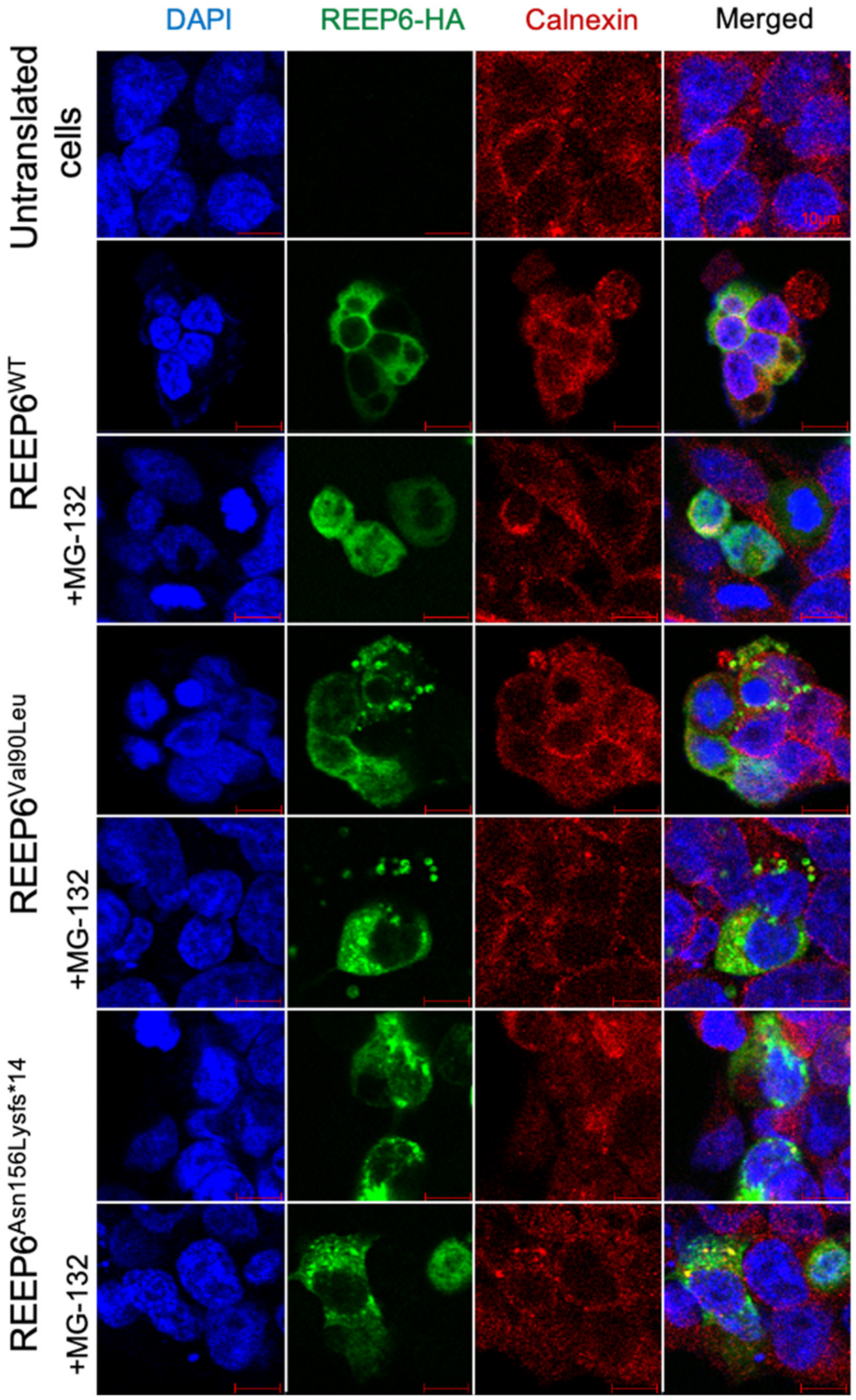 Genes 12 00537 g006 Genes 12 00537 g006
