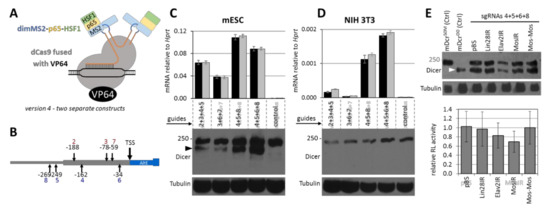 CRISPR-Induced Expression of N-Terminally Truncated Dicer in Mouse Cells