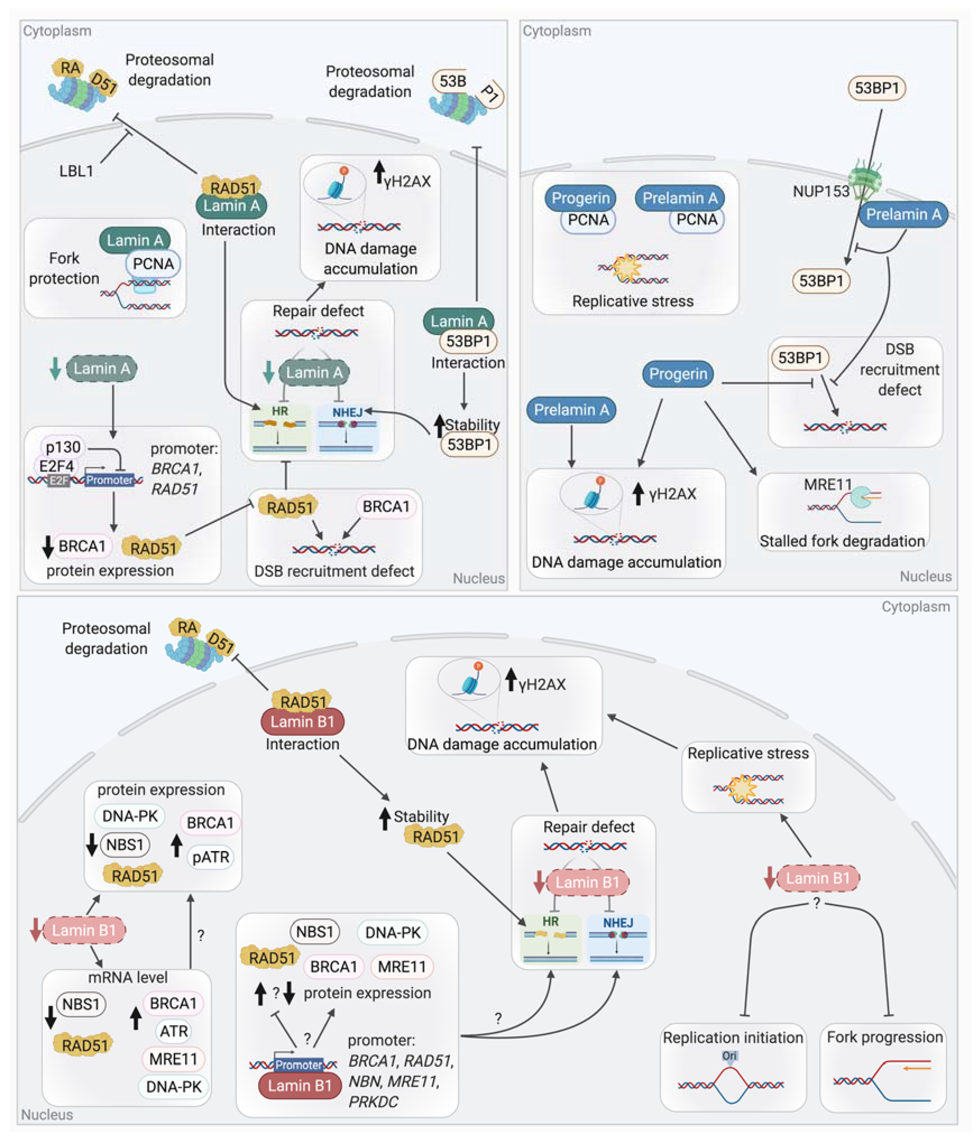 Genes 12 00552 g007 Genes 12 00552 g007
