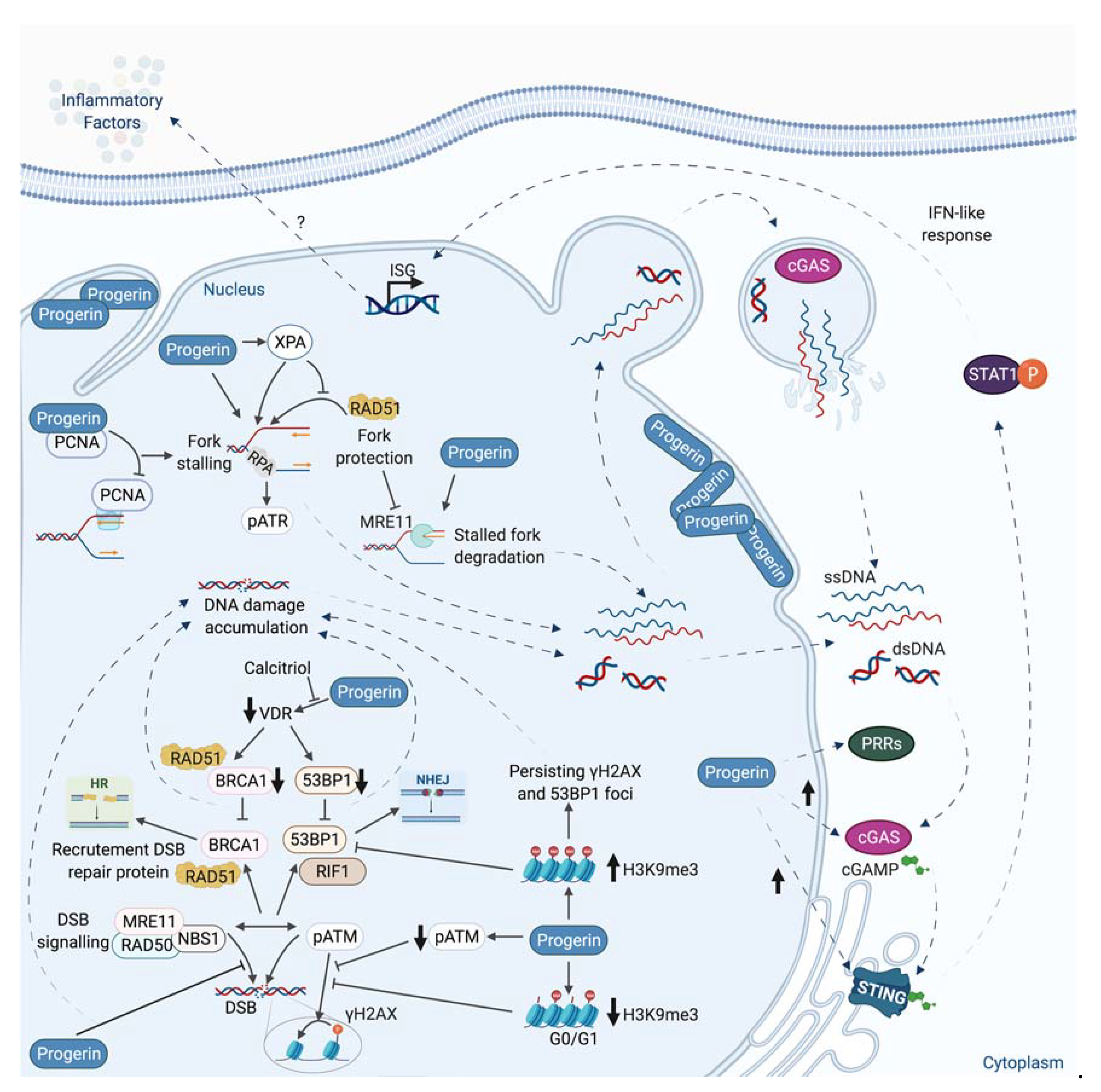 Genes 12 00552 g008 Genes 12 00552 g008