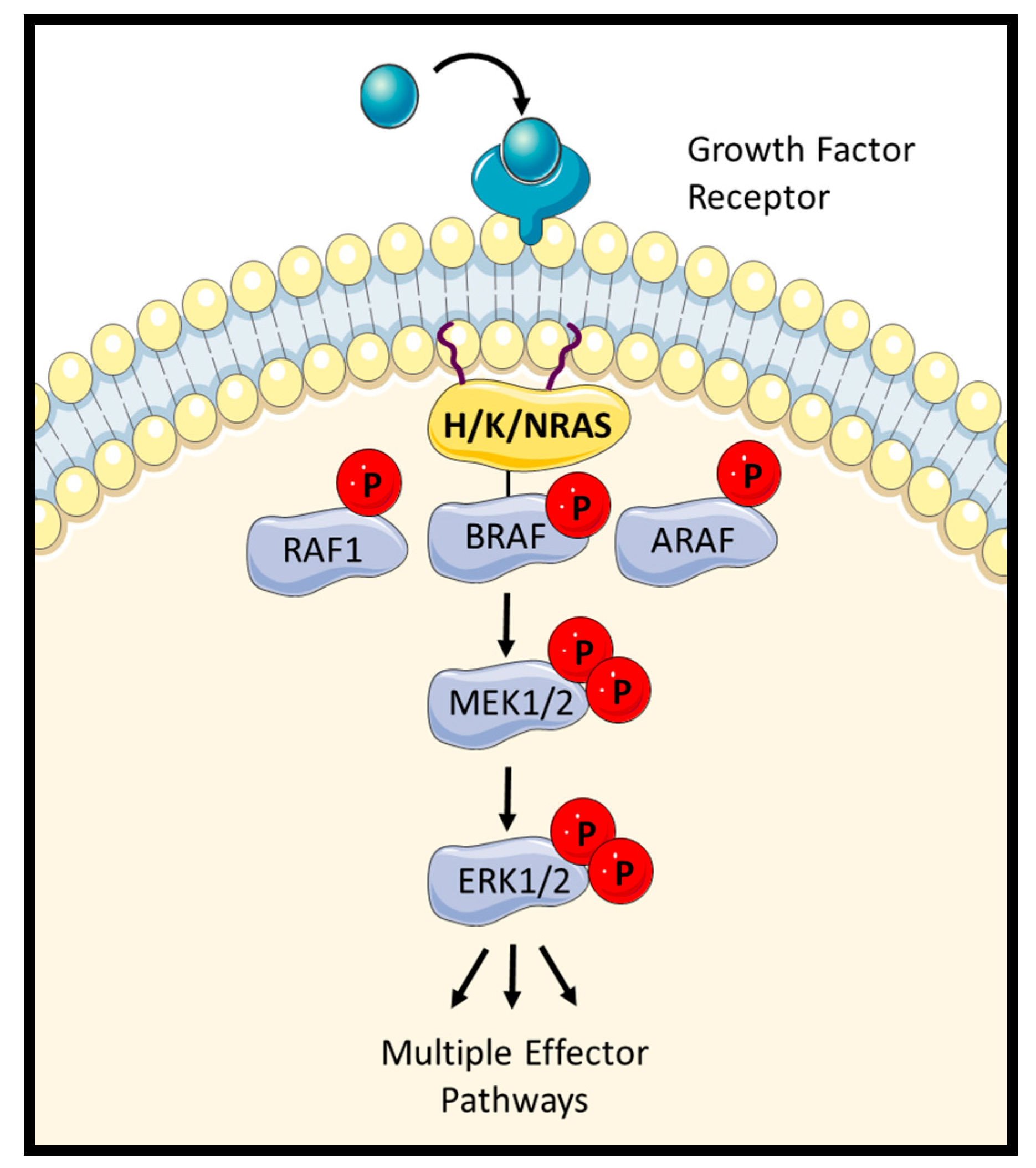 Genes Free FullText Hidden Targets in RAF Signalling Pathways to