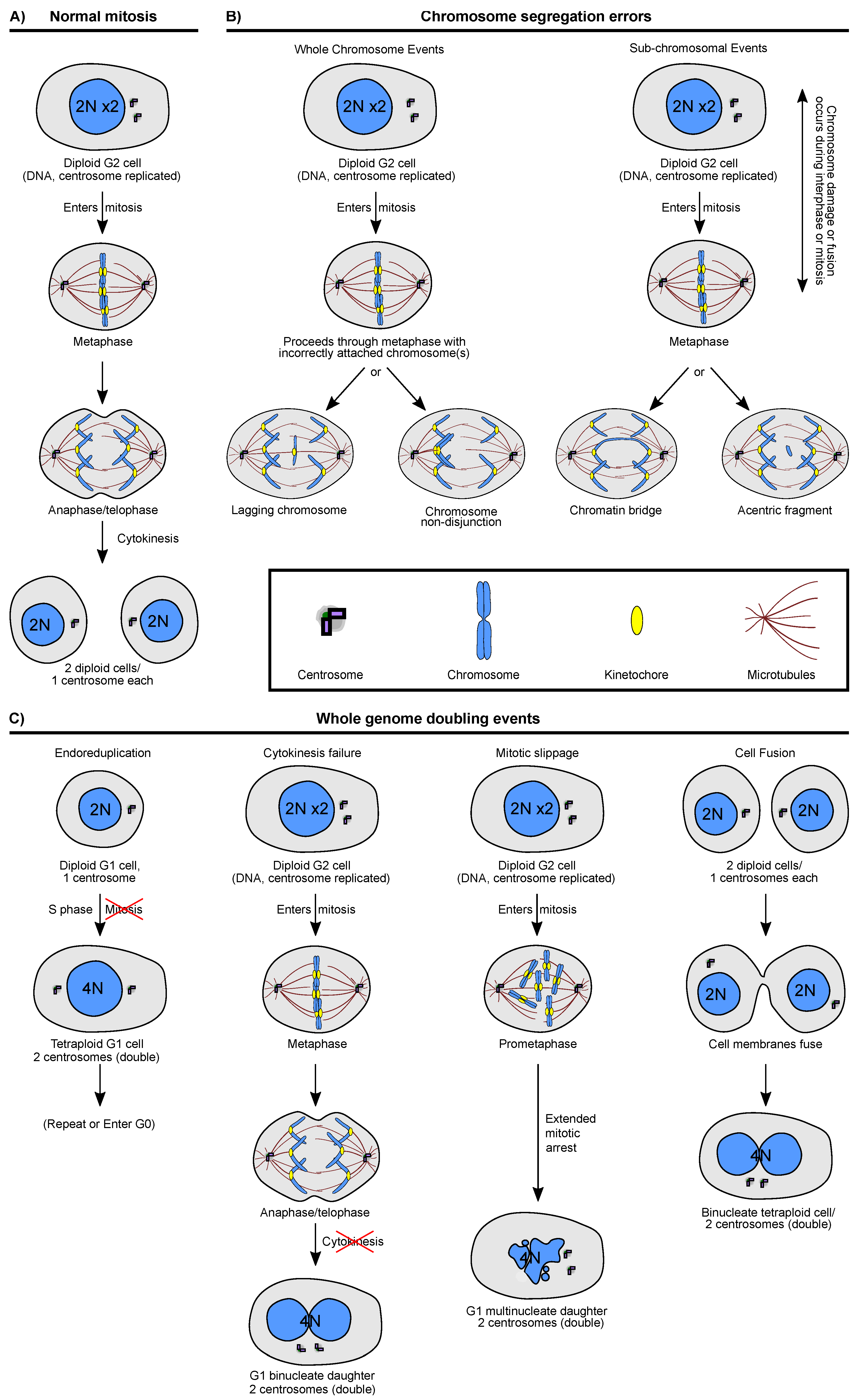 43-mitosis-sequencing-worksheet-3-9-answers-worksheet-online