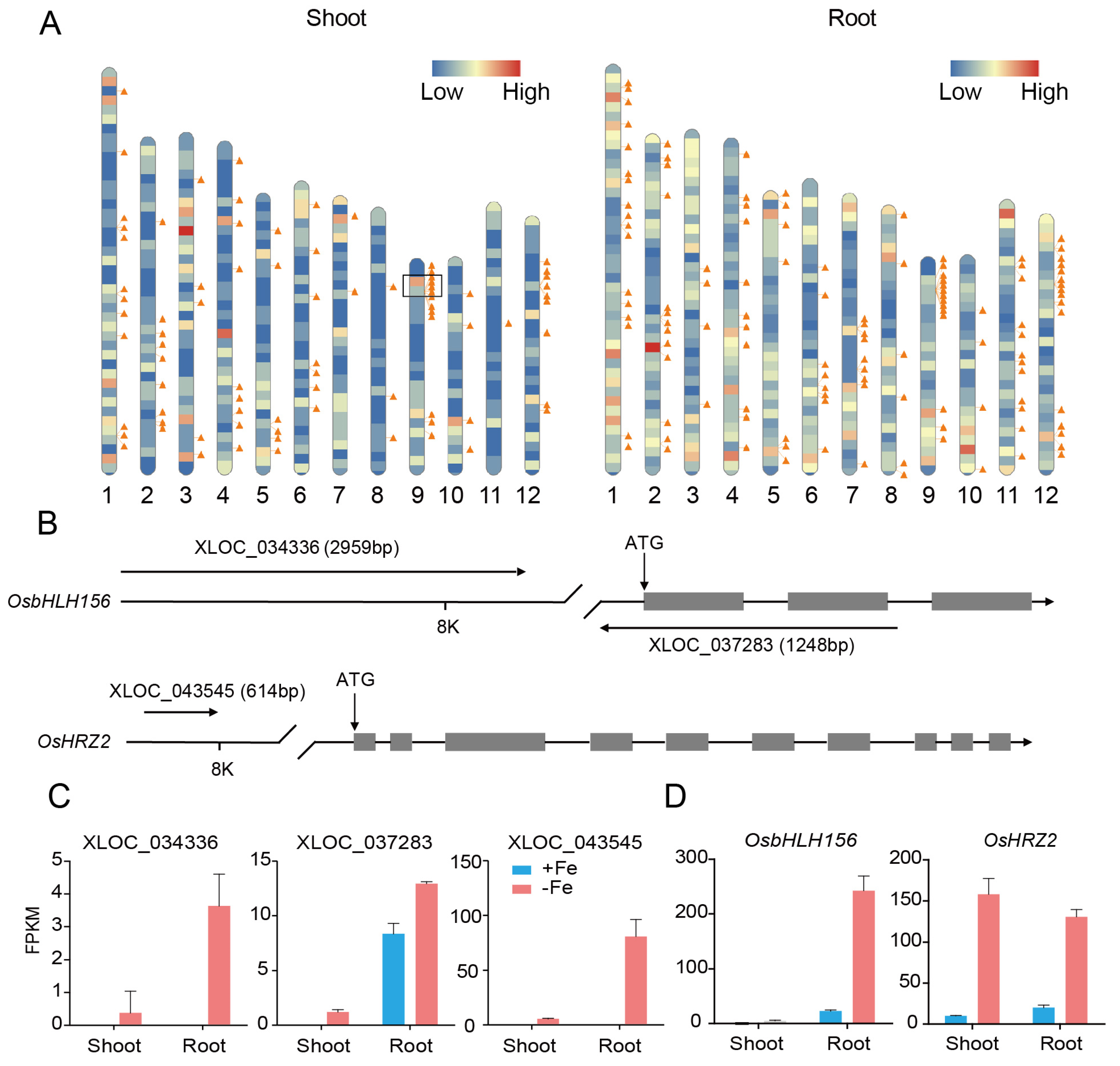 Genes 12 00567 g006 Genes 12 00567 g006