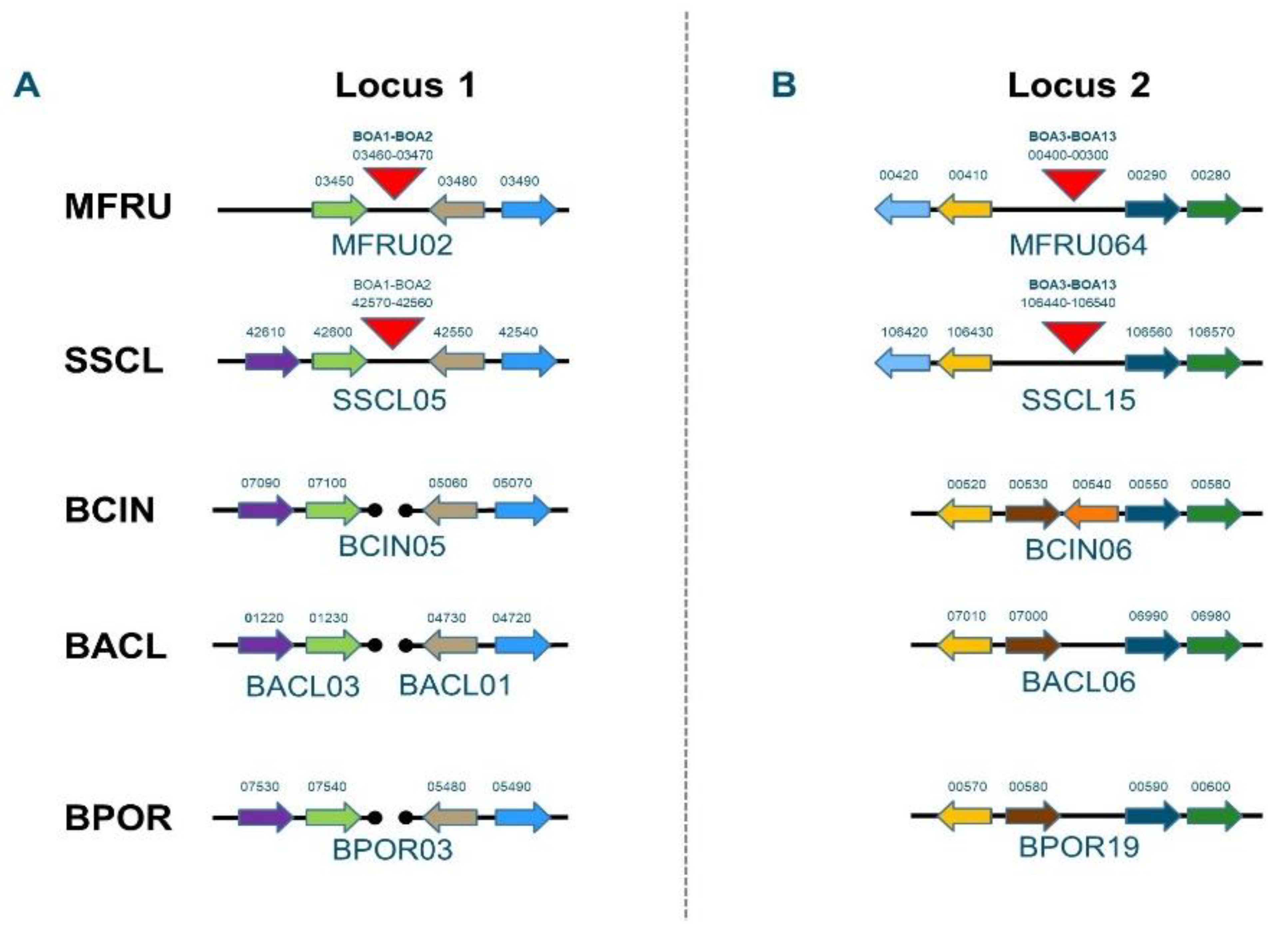 Genes 12 00568 g003 Genes 12 00568 g003