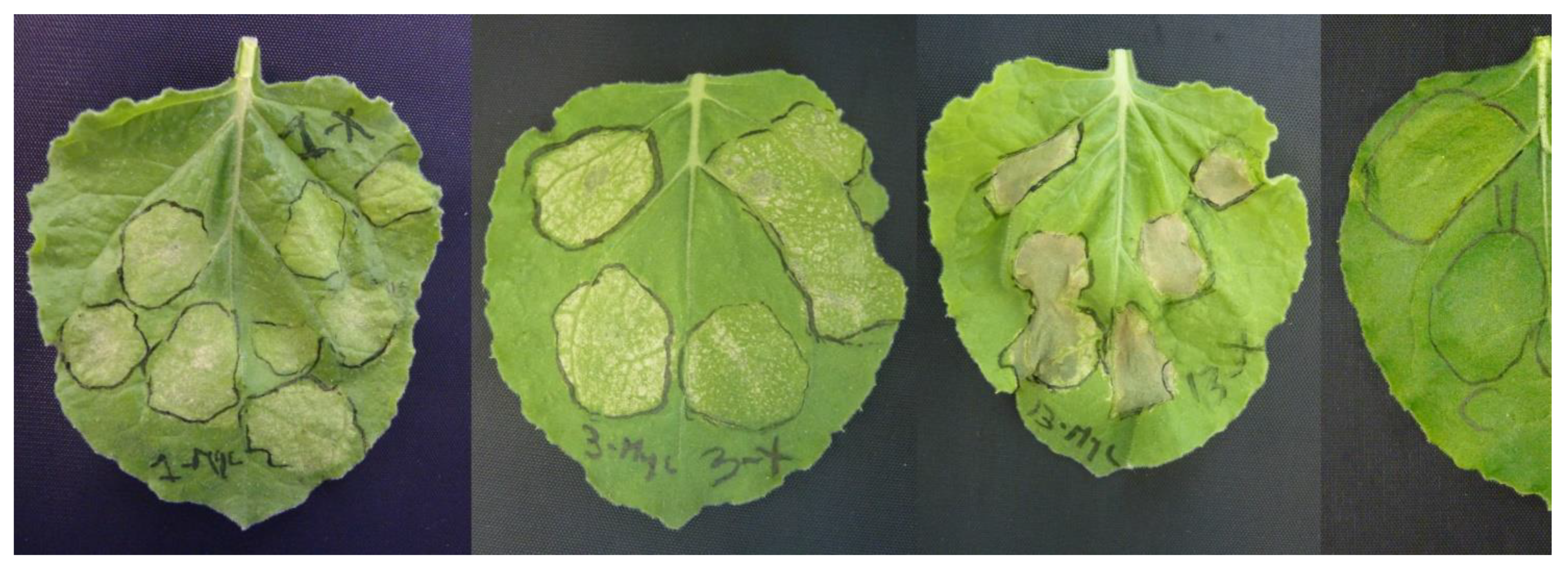 Genes 12 00568 g007 Genes 12 00568 g007