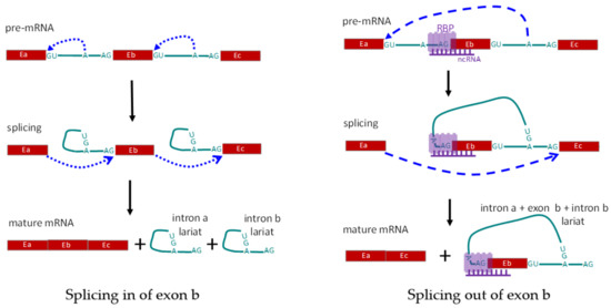 メグ Alternative Splicing of Pre-mRNA in the Control of Immune