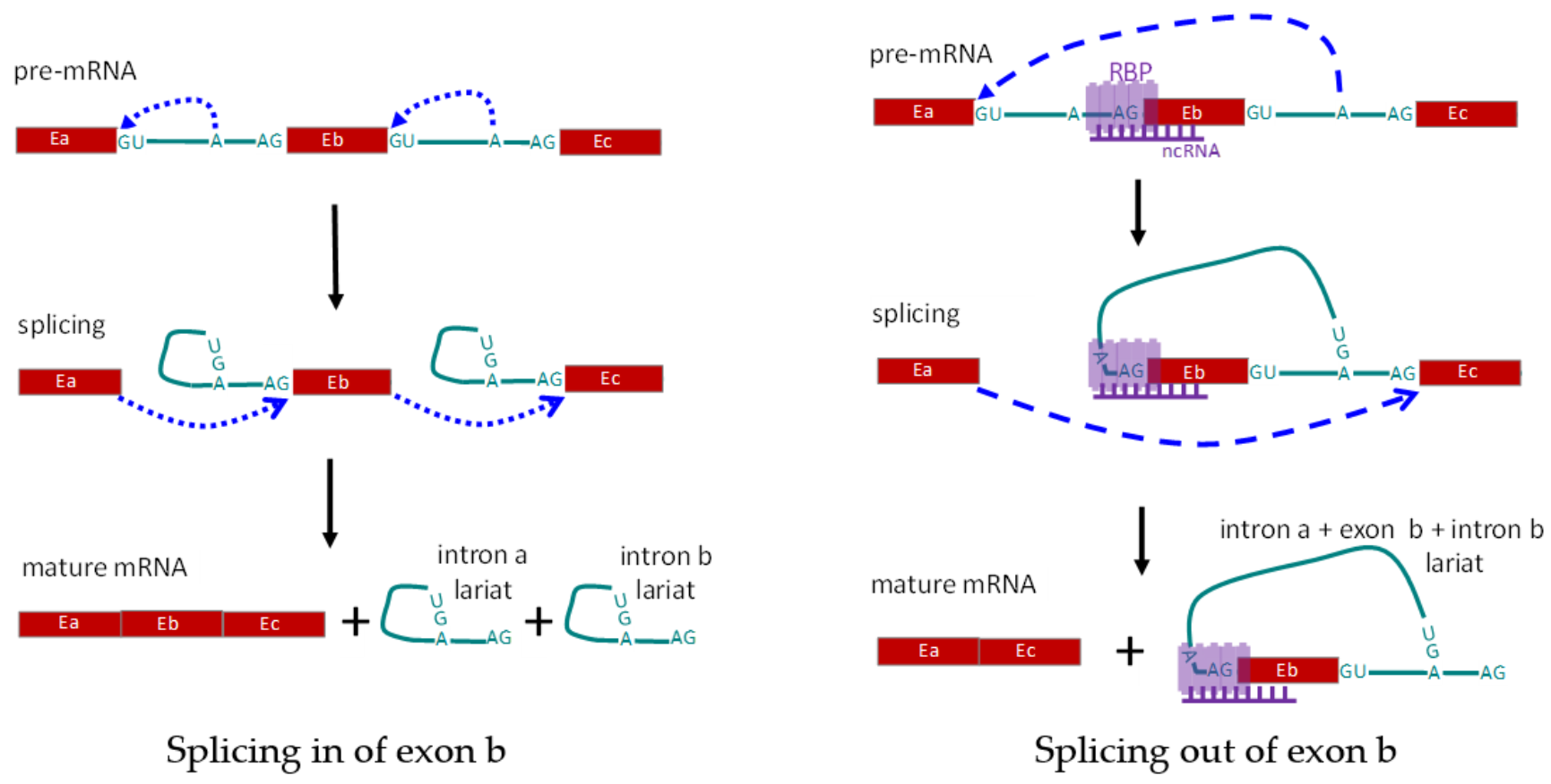 Genes 12 00574 g003 Genes 12 00574 g003