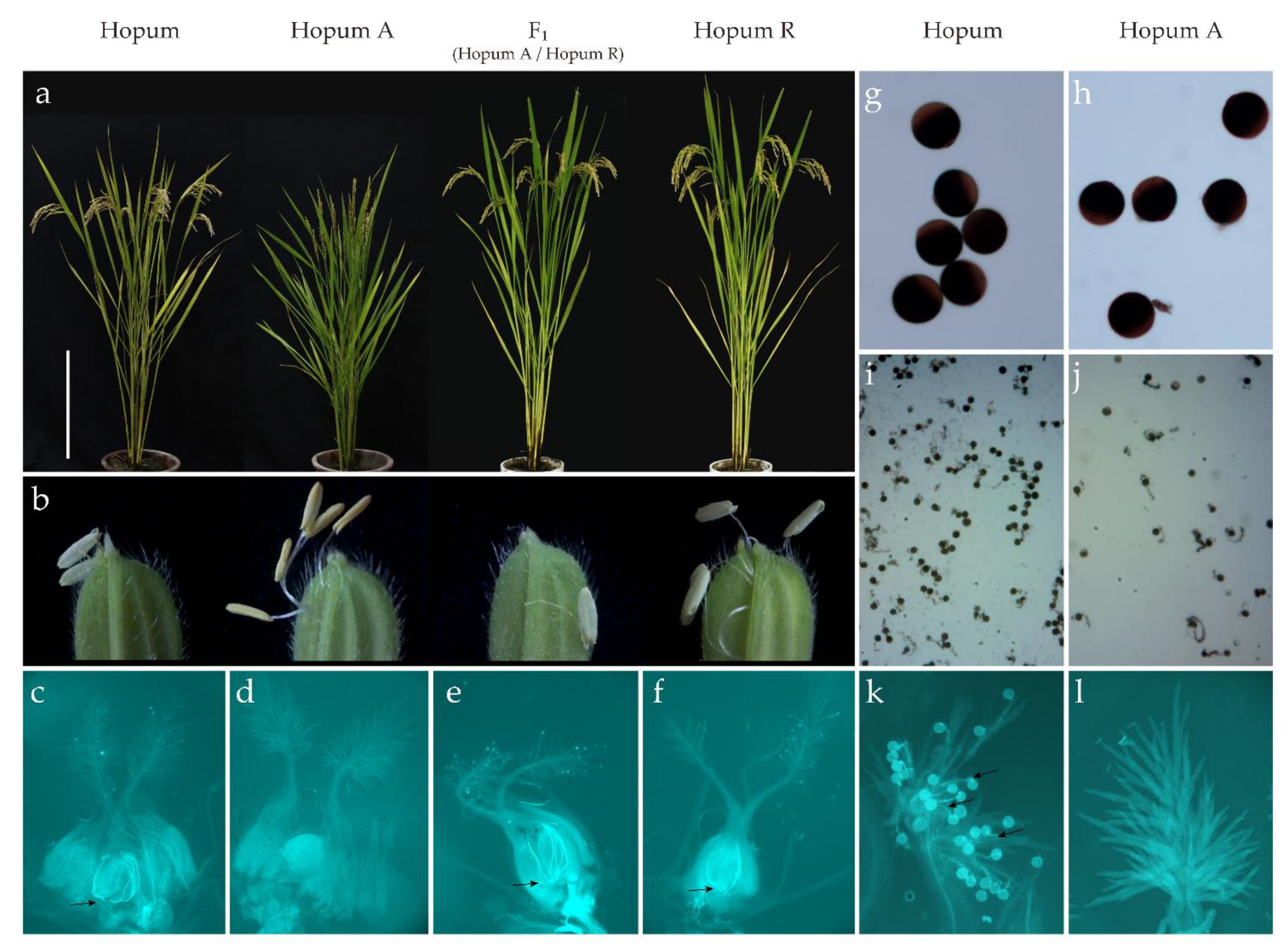 Genes 12 00590 g001 Genes 12 00590 g001
