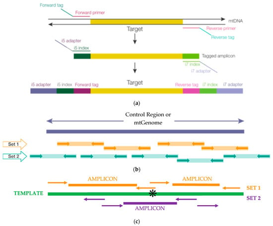 Genes | Free Full-Text | Human Mitochondrial Control Region and