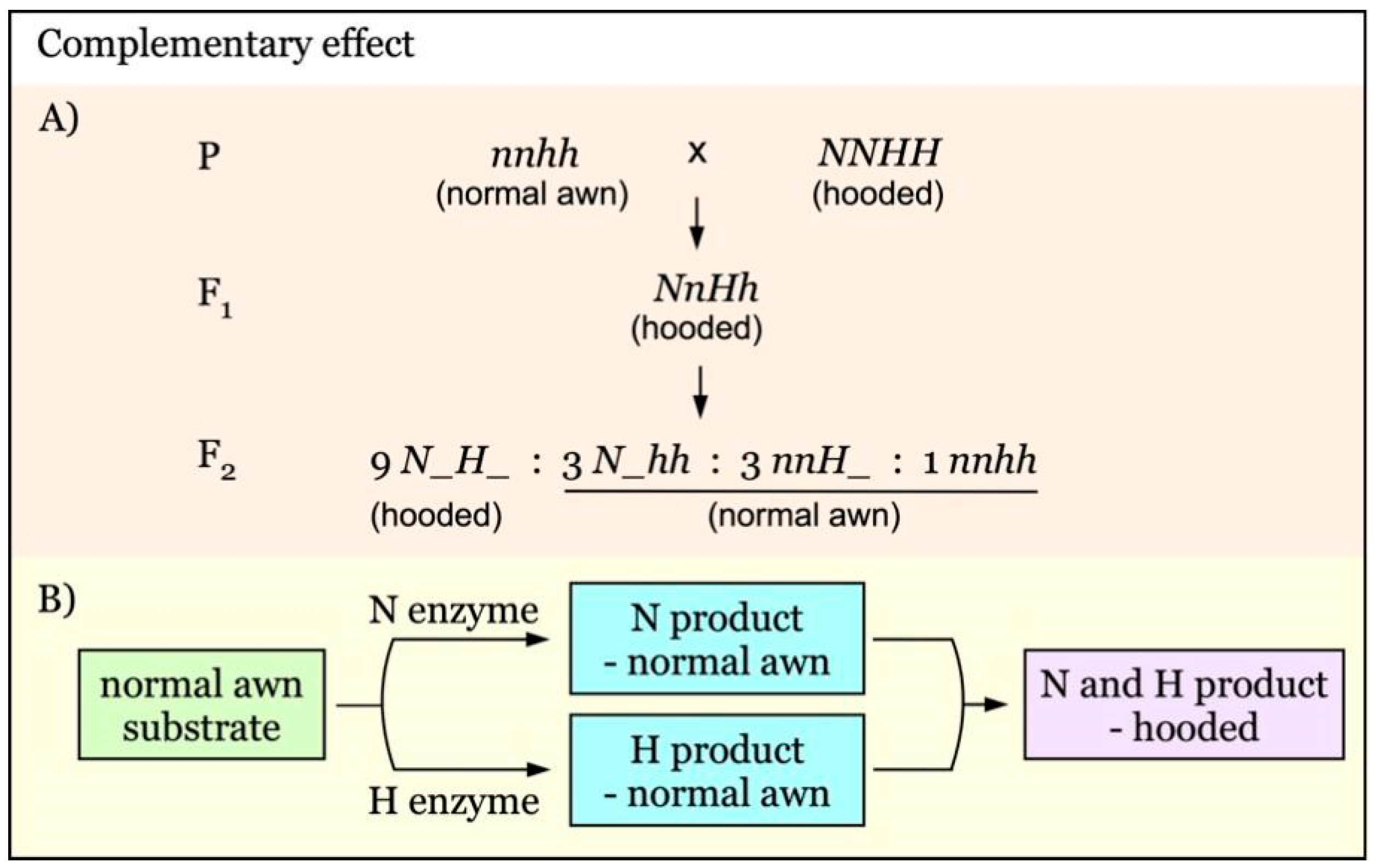 Genes 12 00606 g003