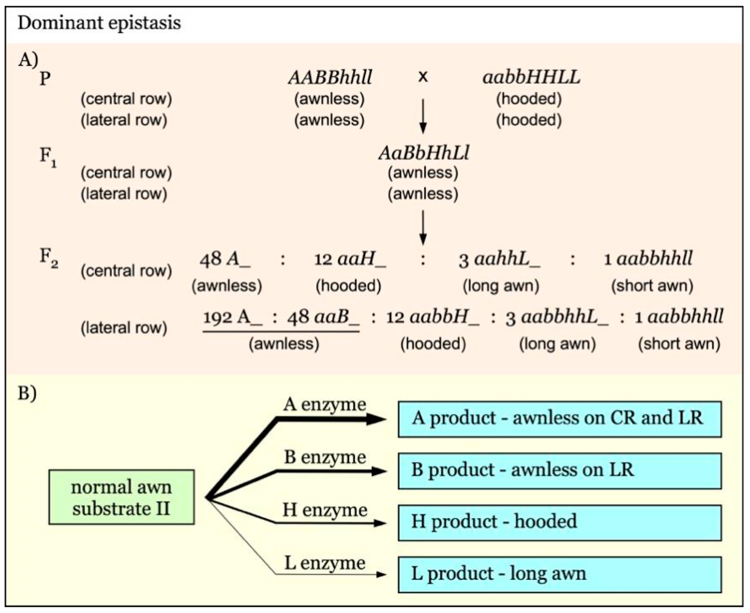 Genes 12 00606 g007
