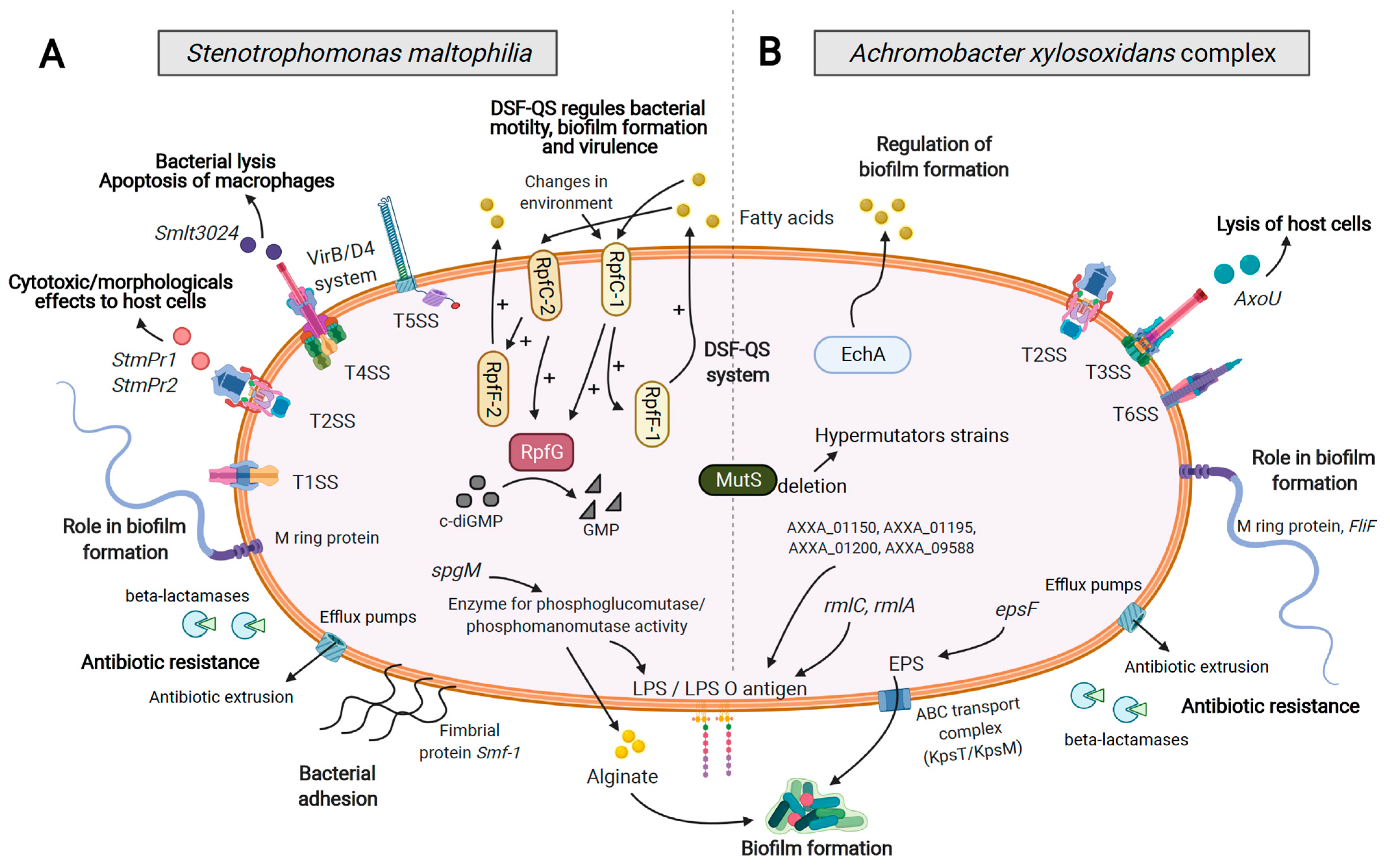 Genes Free Full Text Achromobacter Xylosoxidans And Stenotrophomonas Maltophilia Emerging Pathogens Well Armed For Life In The Cystic Fibrosis Patients Lung Html Genes Free Full Text Achromobacter Xylosoxidans And Stenotrophomonas Maltophilia Emerging Pathogens Well Armed For Life In The Cystic Fibrosis Patients Lung Html