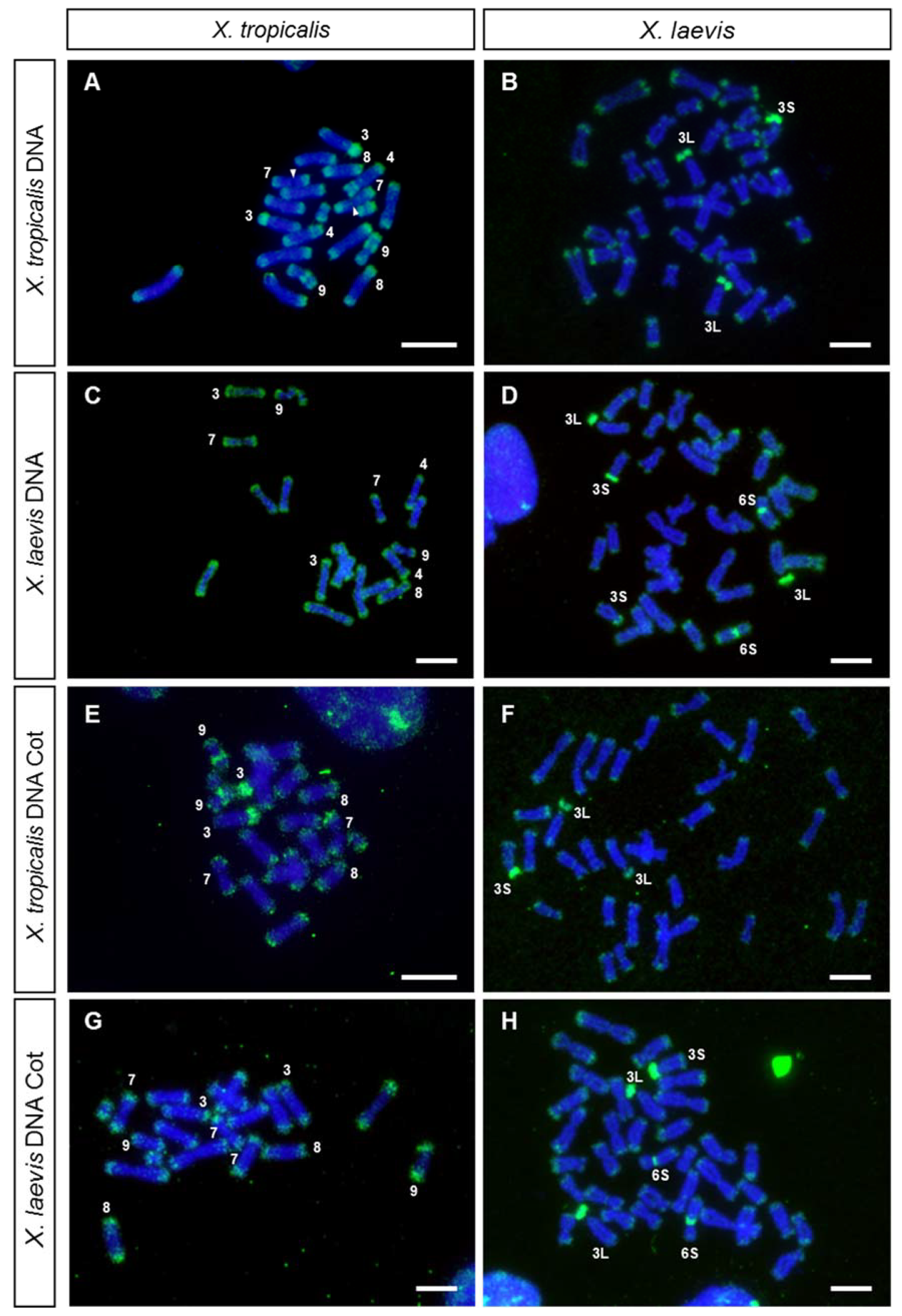 Genes 12 00617 g001 Genes 12 00617 g001
