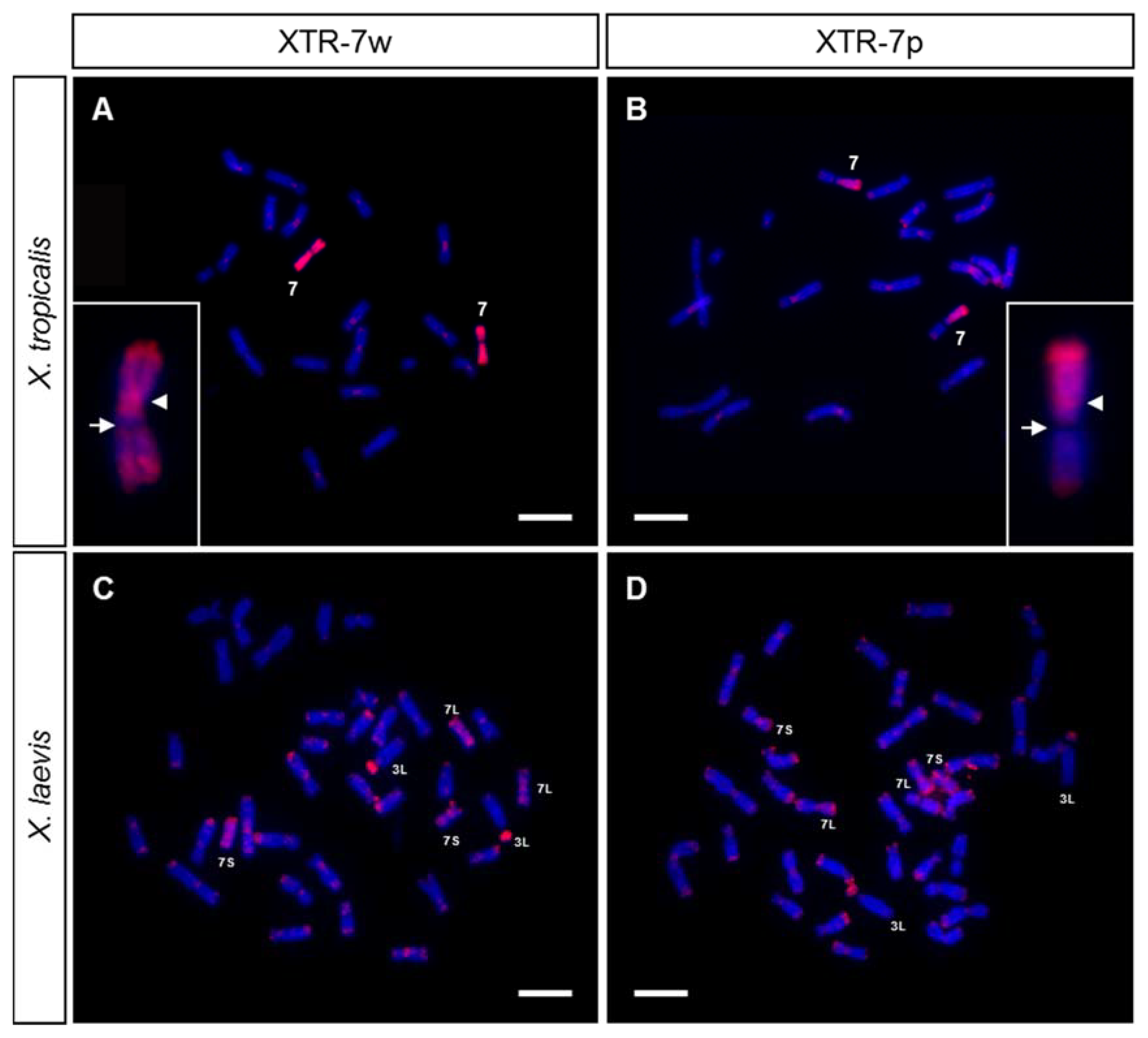 Genes 12 00617 g003 Genes 12 00617 g003