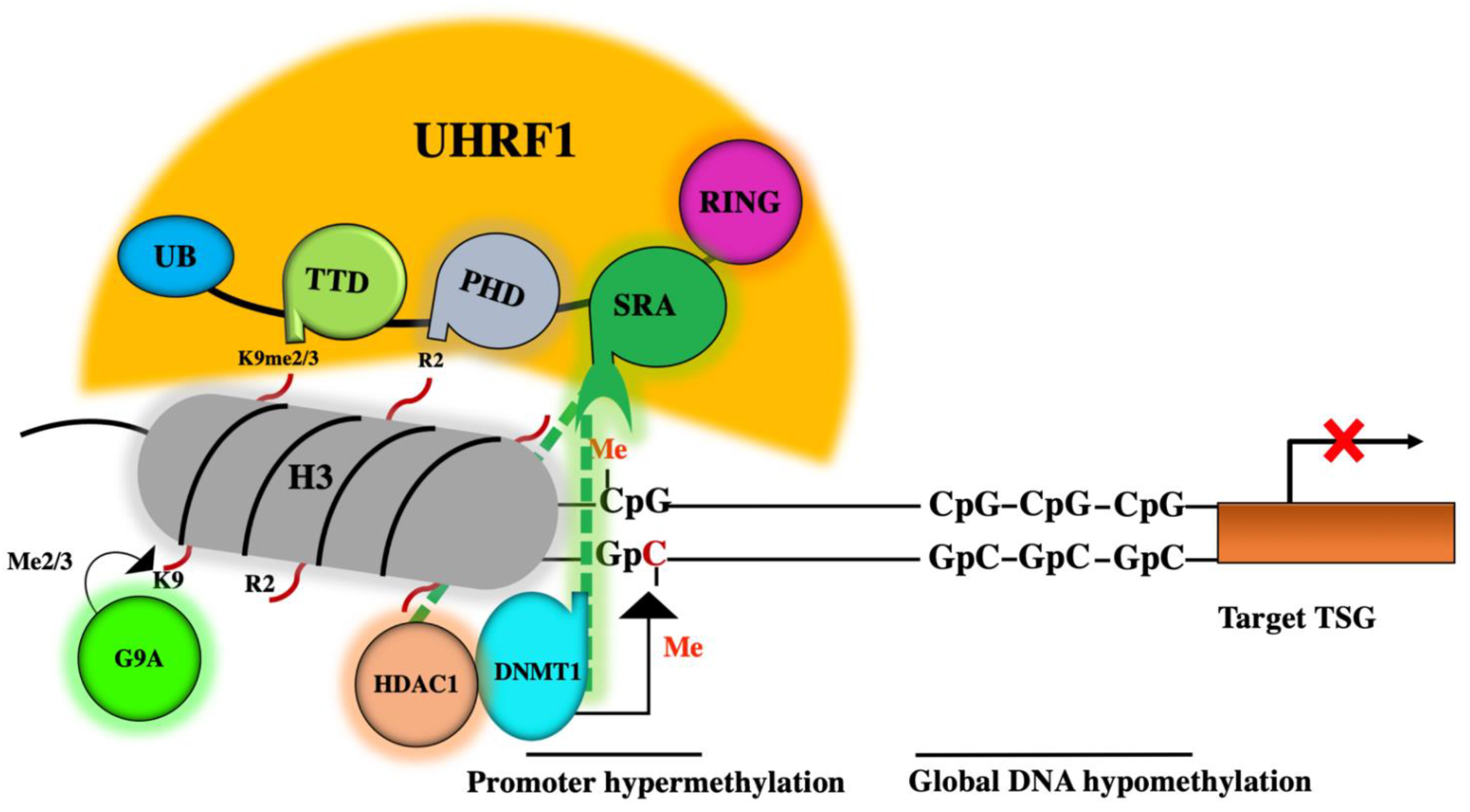 Genes Free Full Text Thymoquinone Is A Multitarget Single Epidrug That Inhibits The Uhrf1 Protein Complex Html