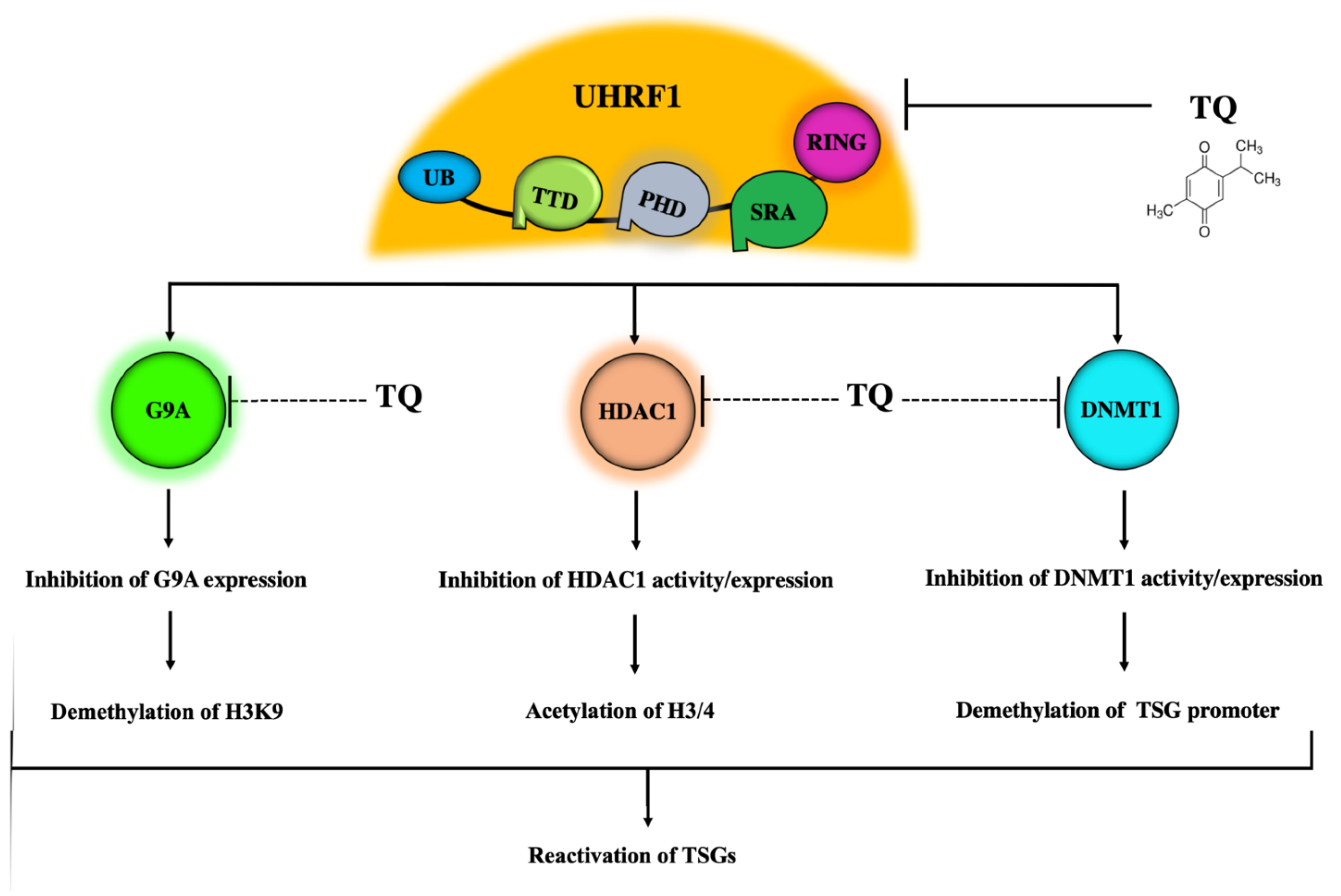 Genes 12 00622 g004