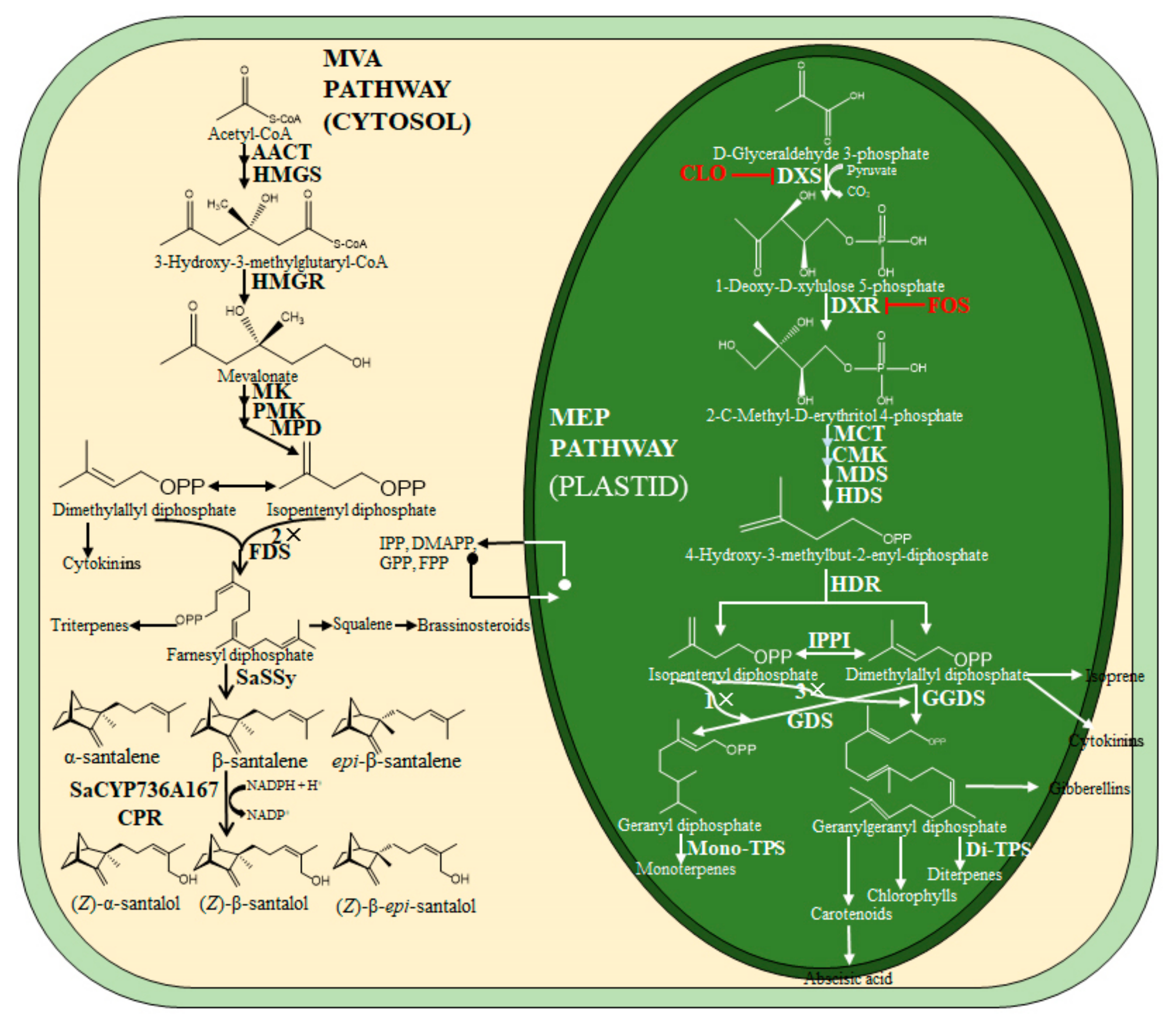 Genes 12 00626 g001 Genes 12 00626 g001