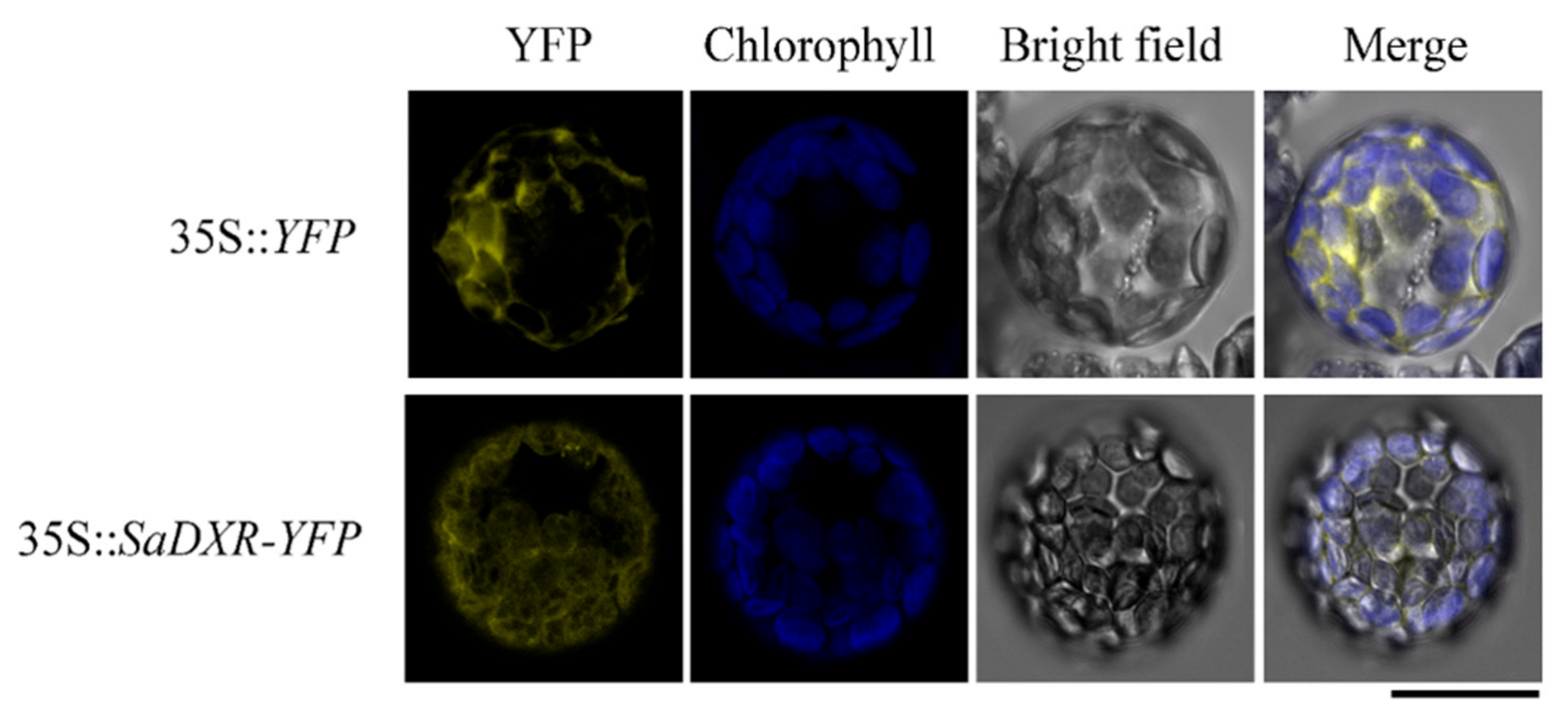 Genes 12 00626 g004 Genes 12 00626 g004