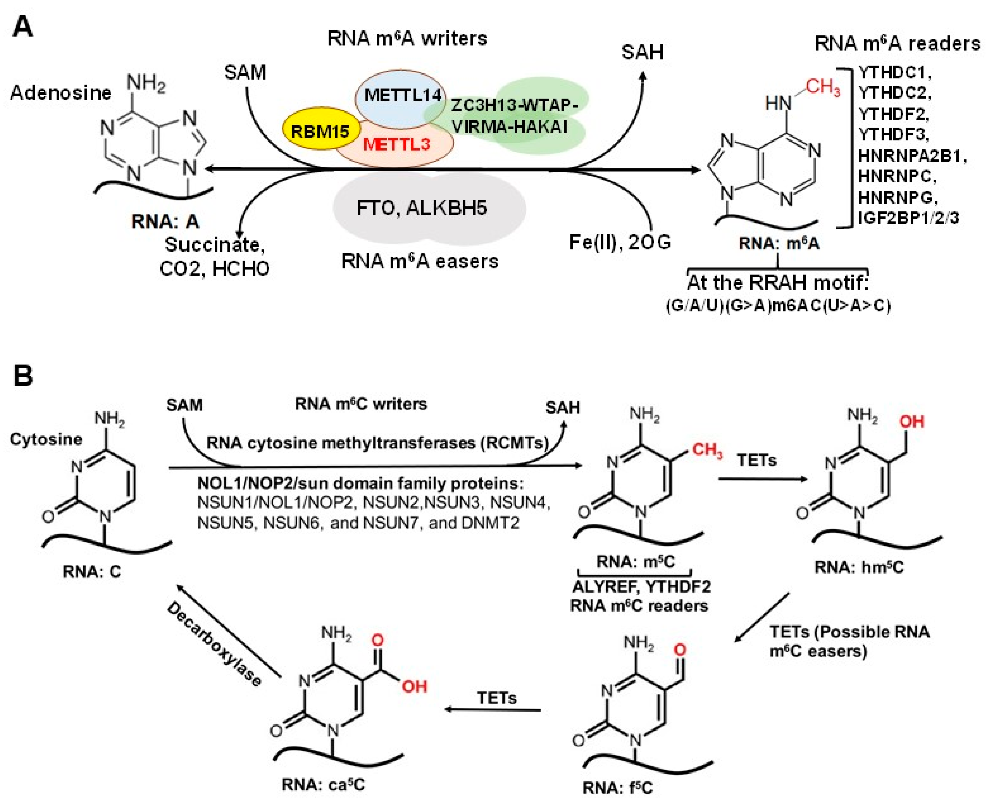 Genes 12 00627 g002 Genes 12 00627 g002