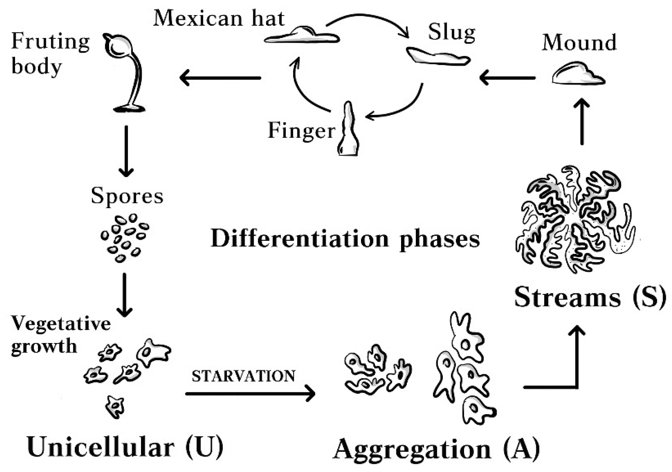 Genes 12 00638 g001 Genes 12 00638 g001