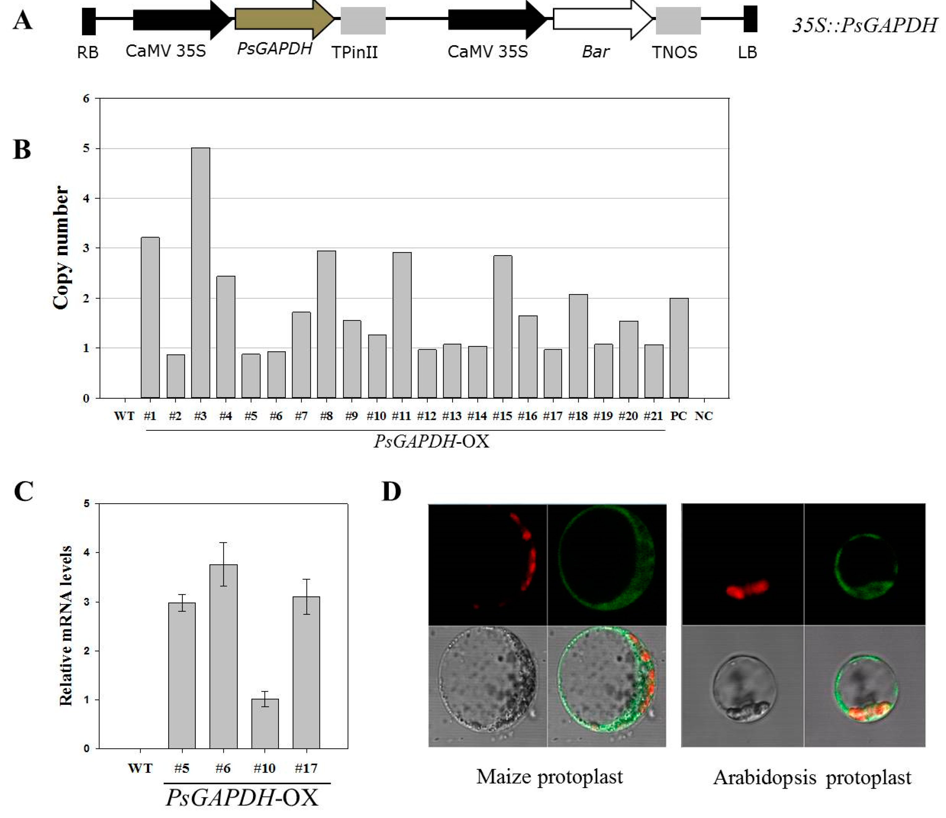 Genes 12 00641 g001
