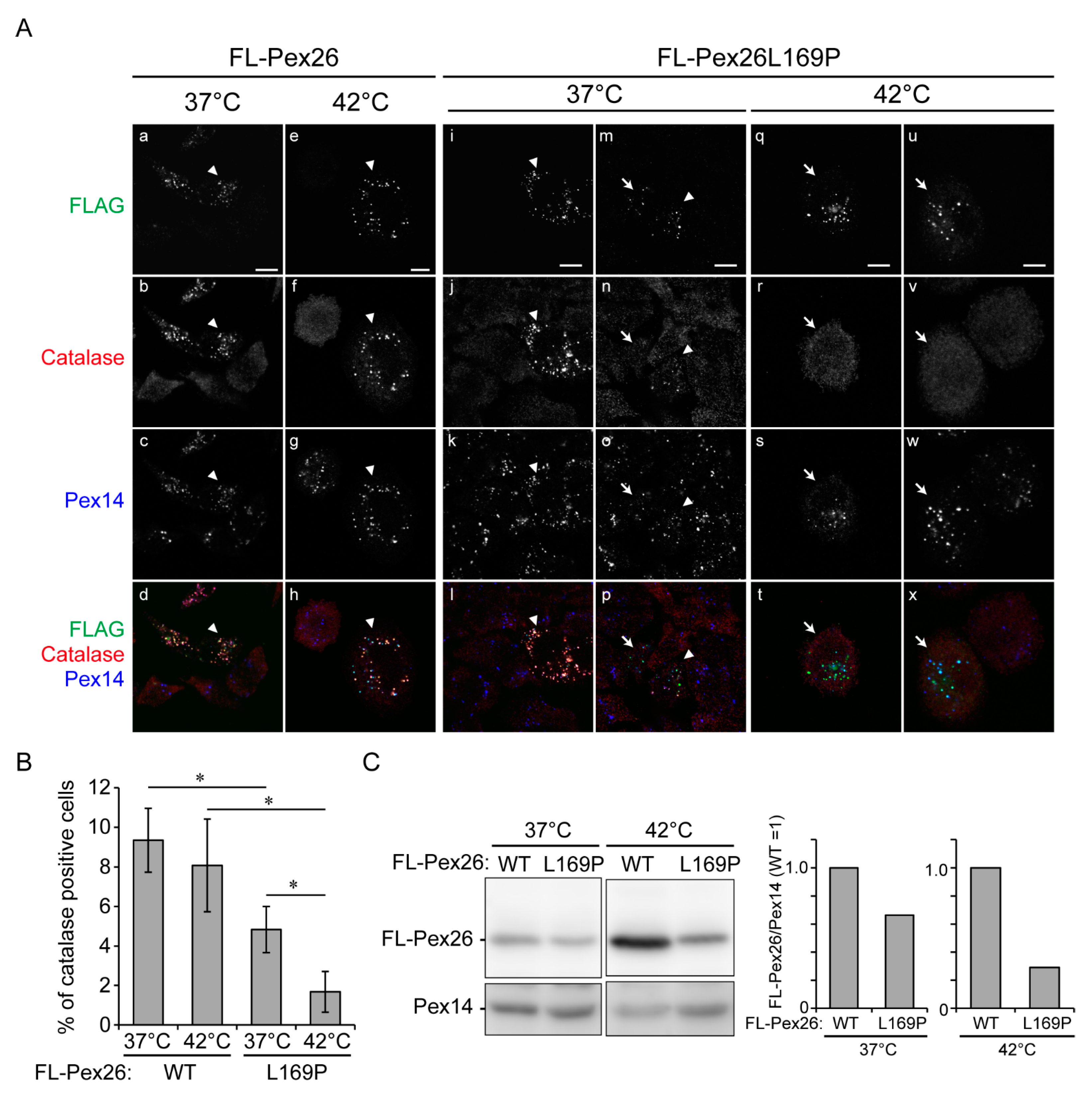 Genes 12 00646 g003