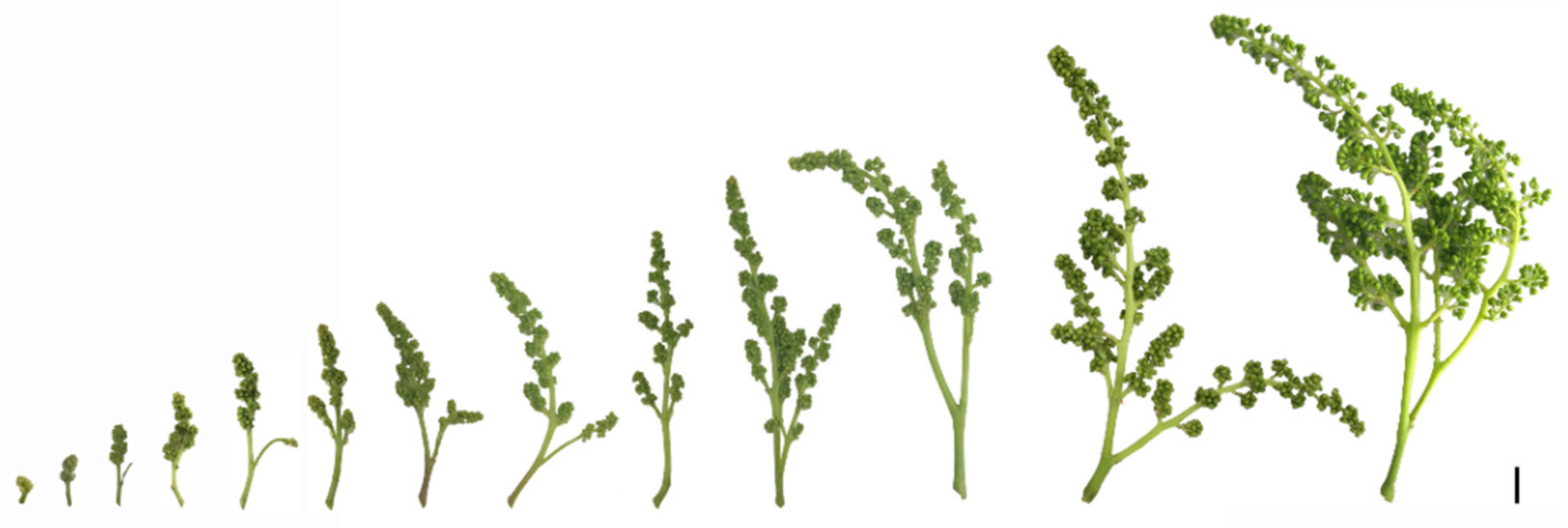 Genes 12 00647 g001 Genes 12 00647 g001