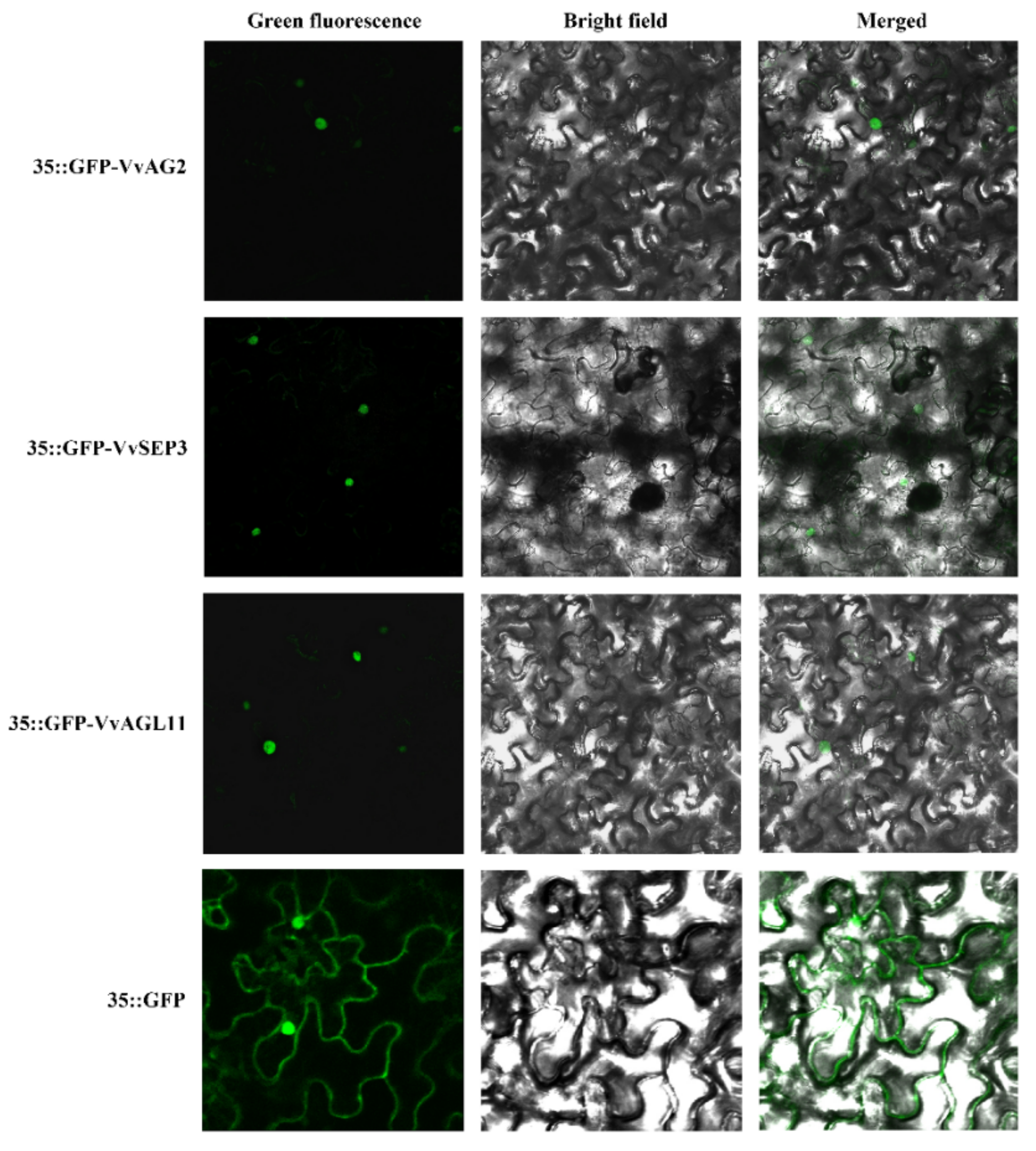 Genes 12 00647 g005 Genes 12 00647 g005